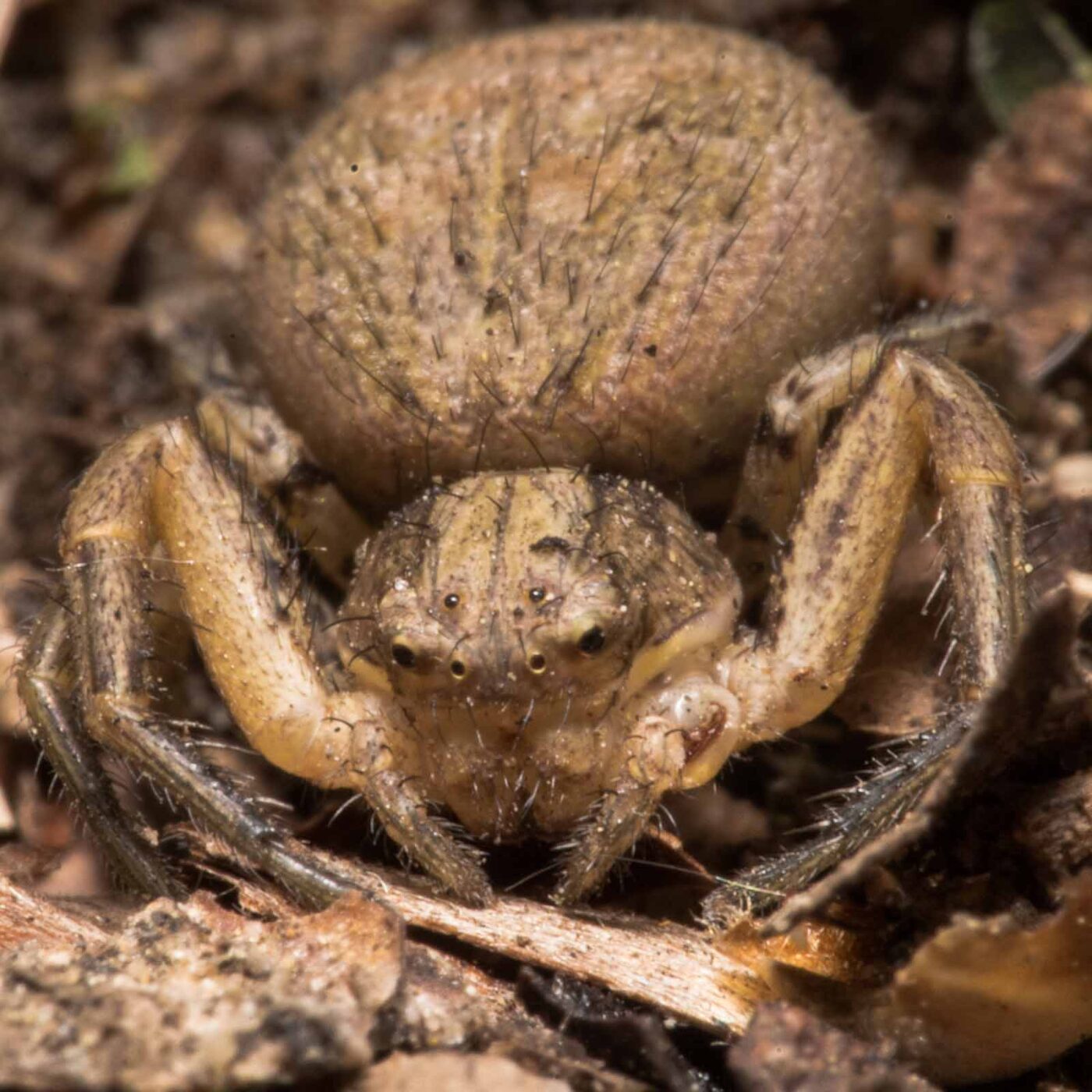 2020-04-23 - NSG Resser Wald und Emscherbruch
