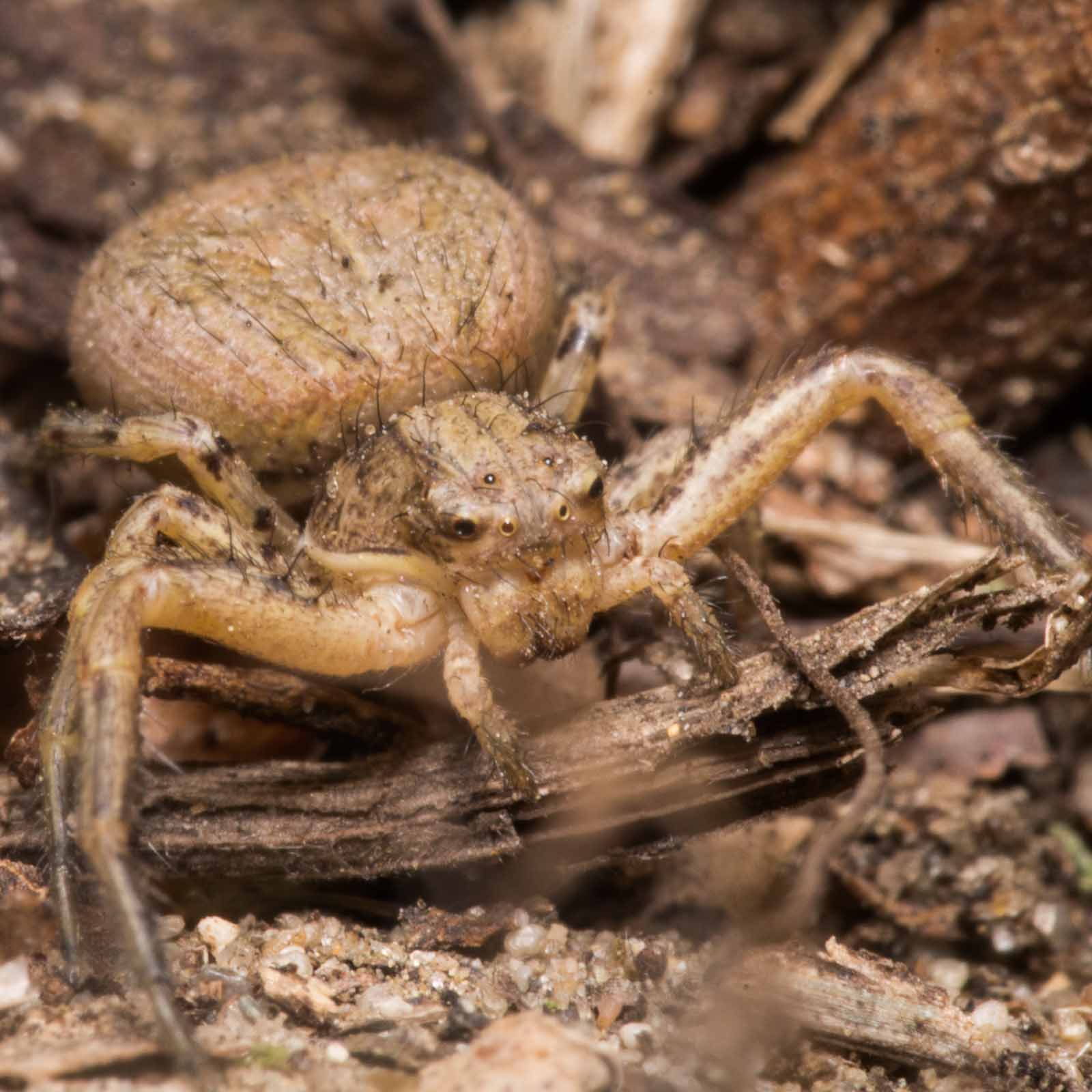 °braune krabbenspinne°