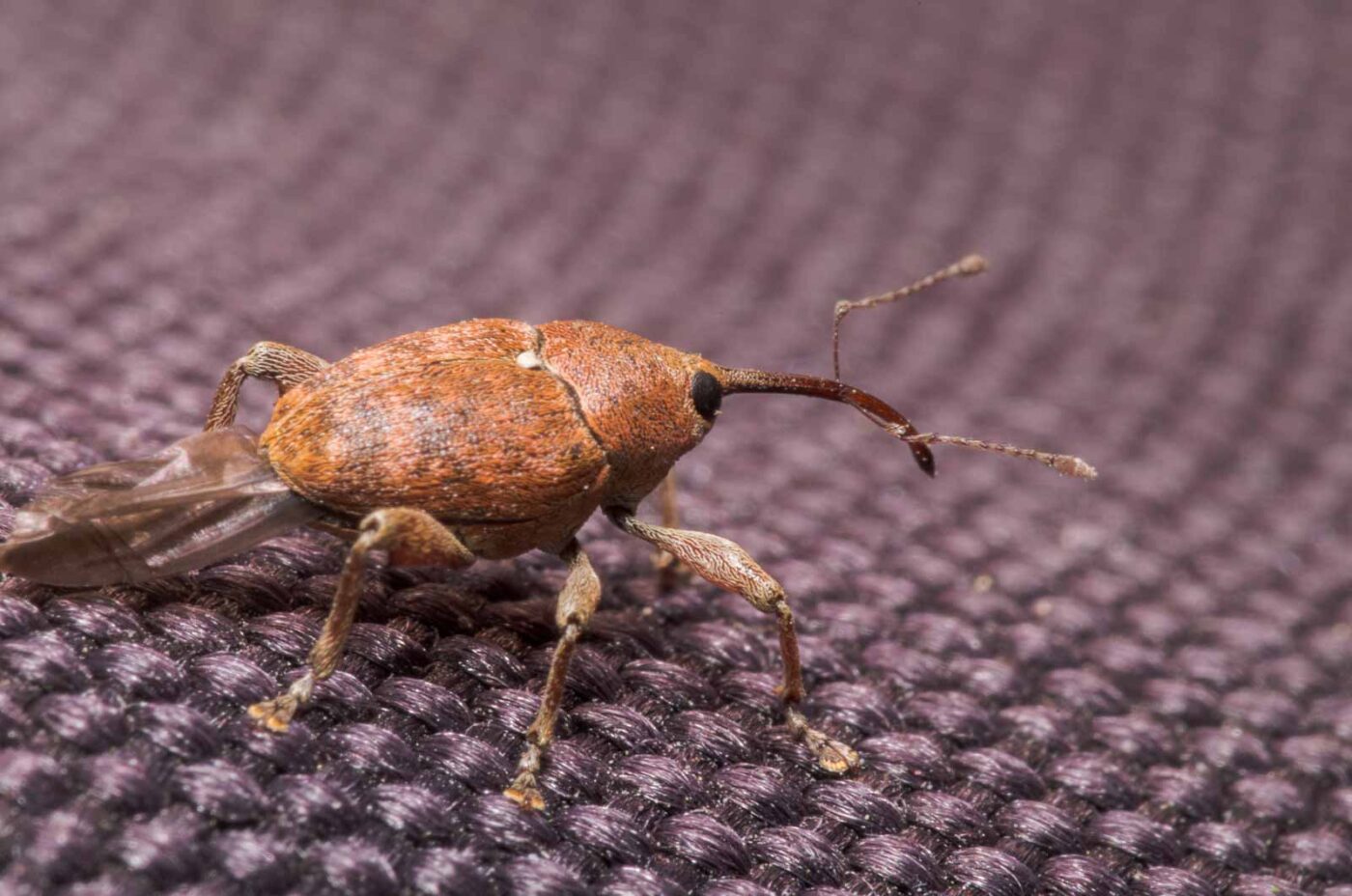 2020-04-23 - NSG Resser Wald und Emscherbruch