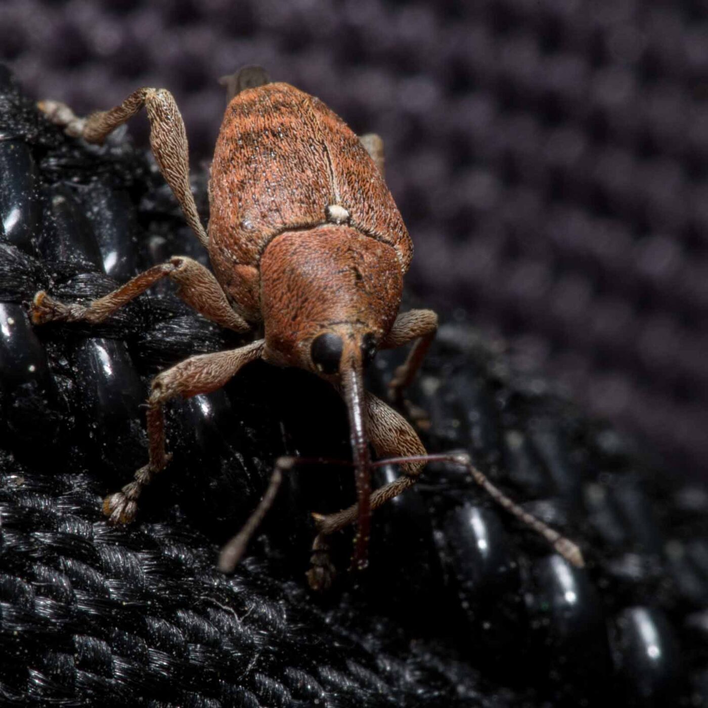 2020-04-23 - NSG Resser Wald und Emscherbruch