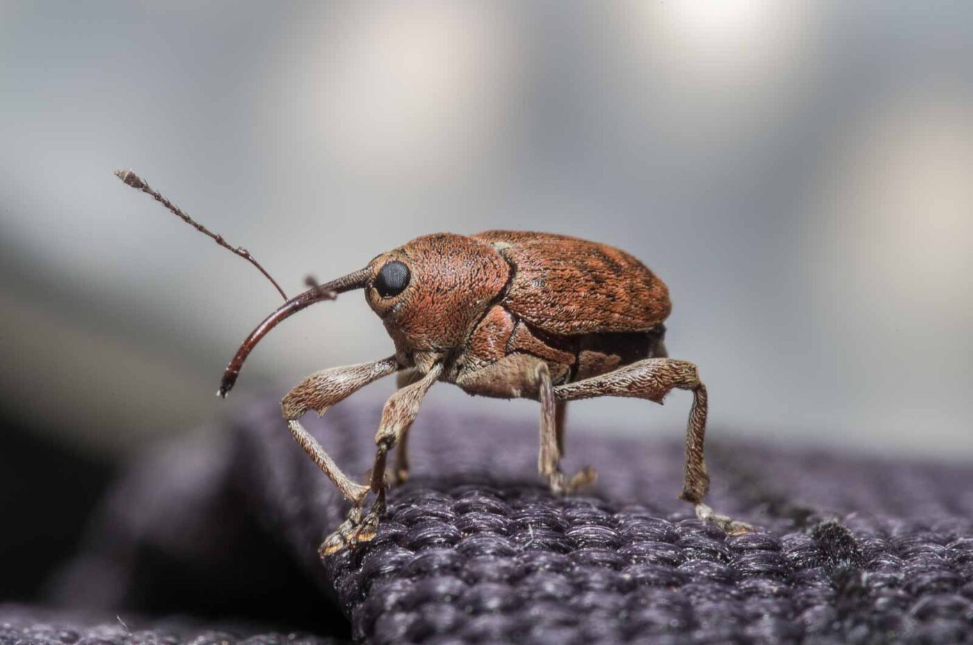 2020-04-23 - NSG Resser Wald und Emscherbruch