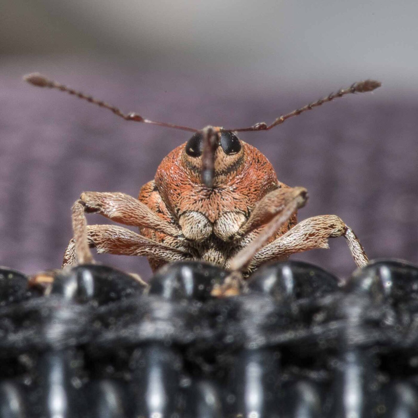 2020-04-23 - NSG Resser Wald und Emscherbruch