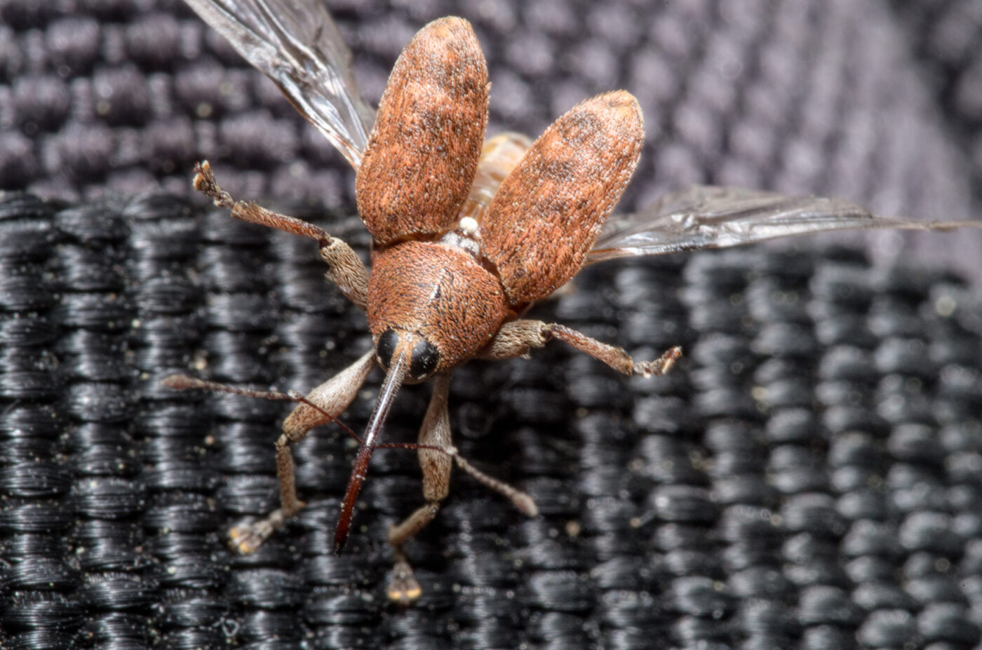 2020-04-23 - NSG Resser Wald und Emscherbruch