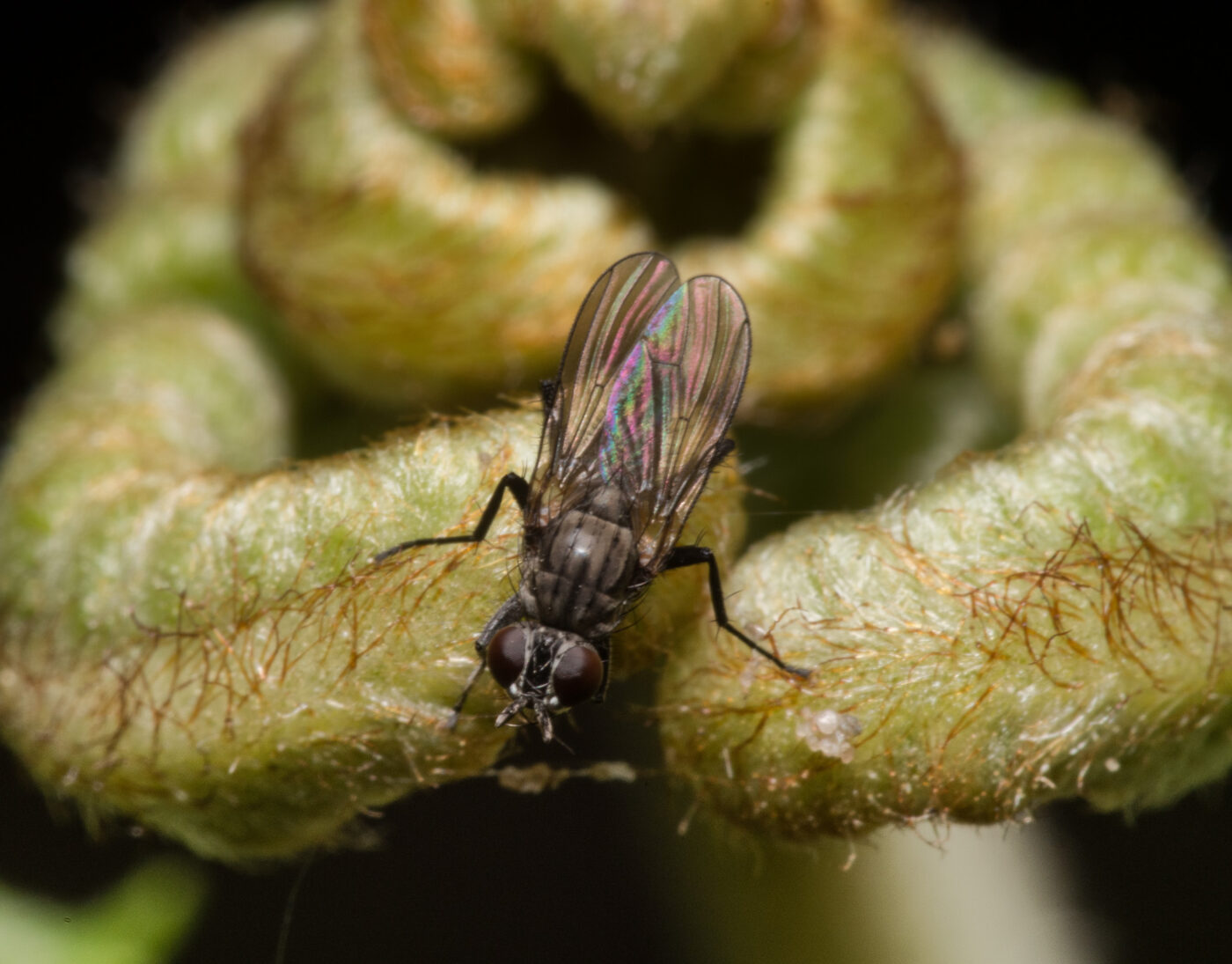 2020-04-23 - NSG Resser Wald und Emscherbruch