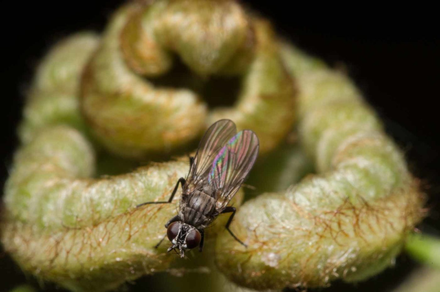 2020-04-23 - NSG Resser Wald und Emscherbruch