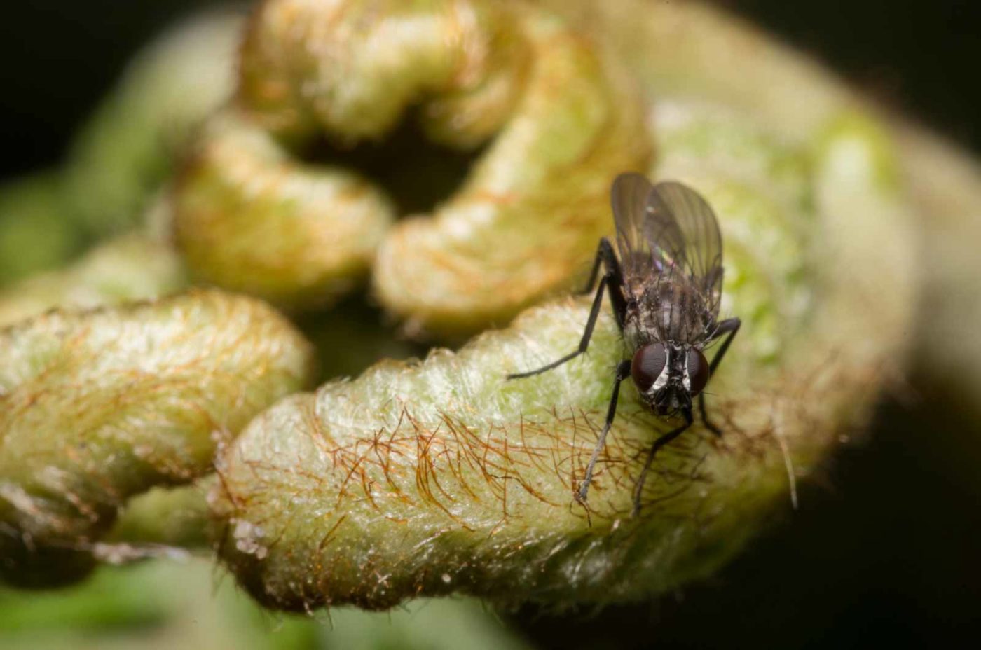 2020-04-23 - NSG Resser Wald und Emscherbruch