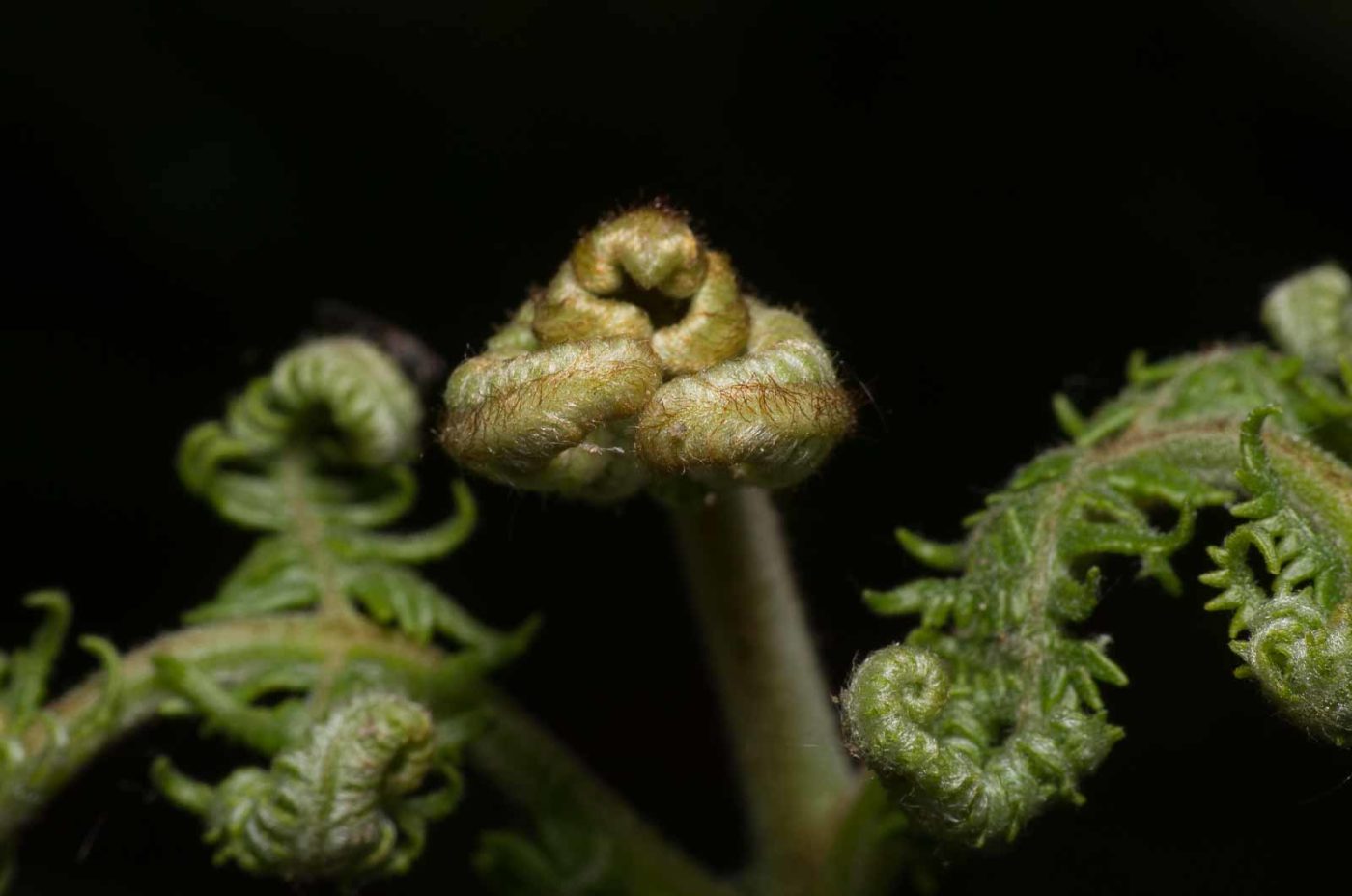 2020-04-23 - NSG Resser Wald und Emscherbruch