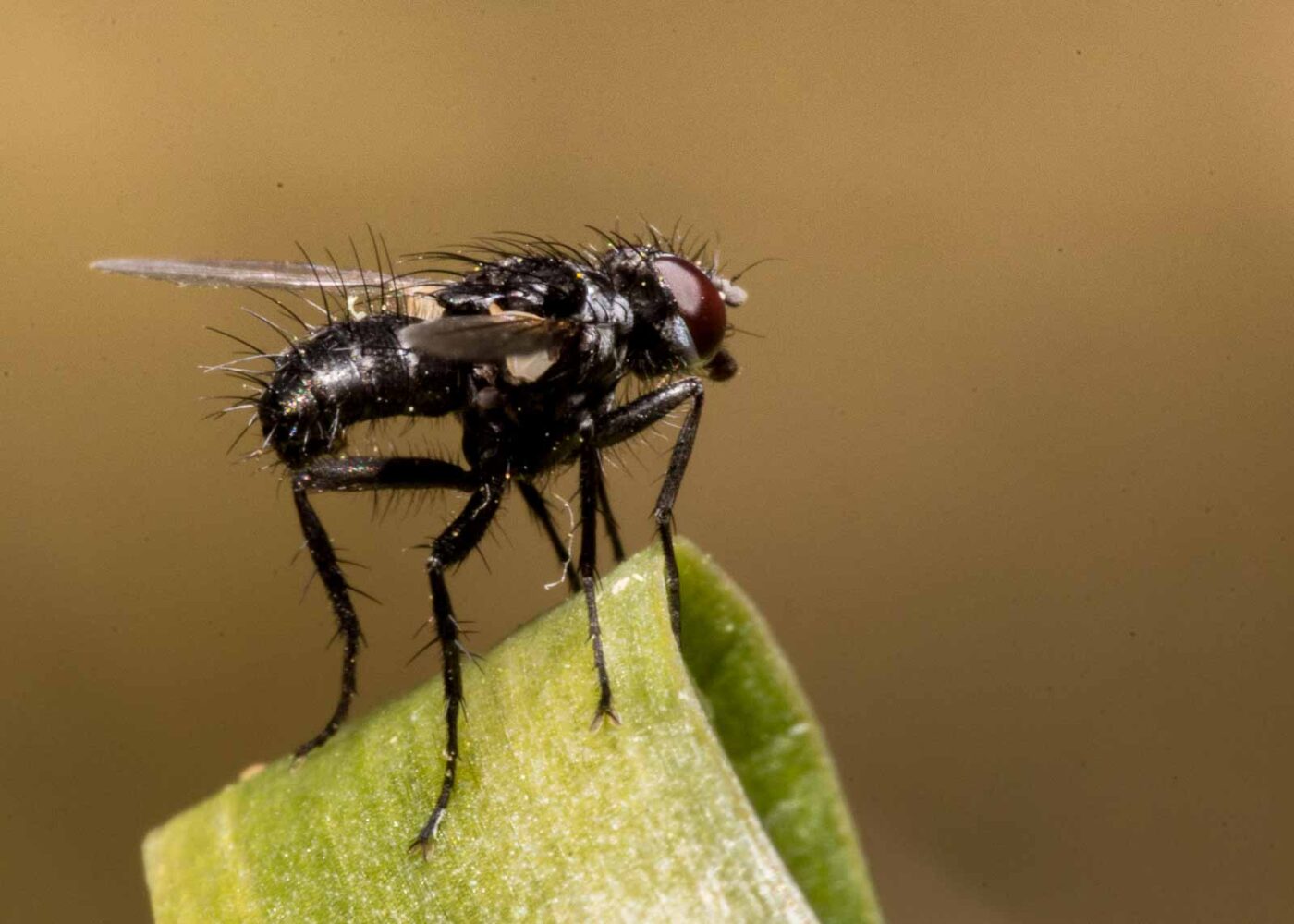 2020-04-23 - NSG Resser Wald und Emscherbruch