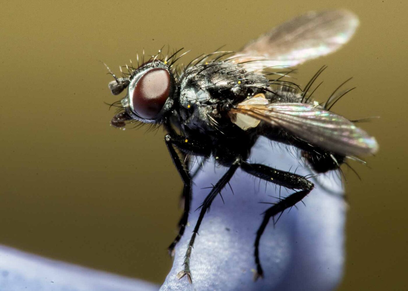 2020-04-23 - NSG Resser Wald und Emscherbruch