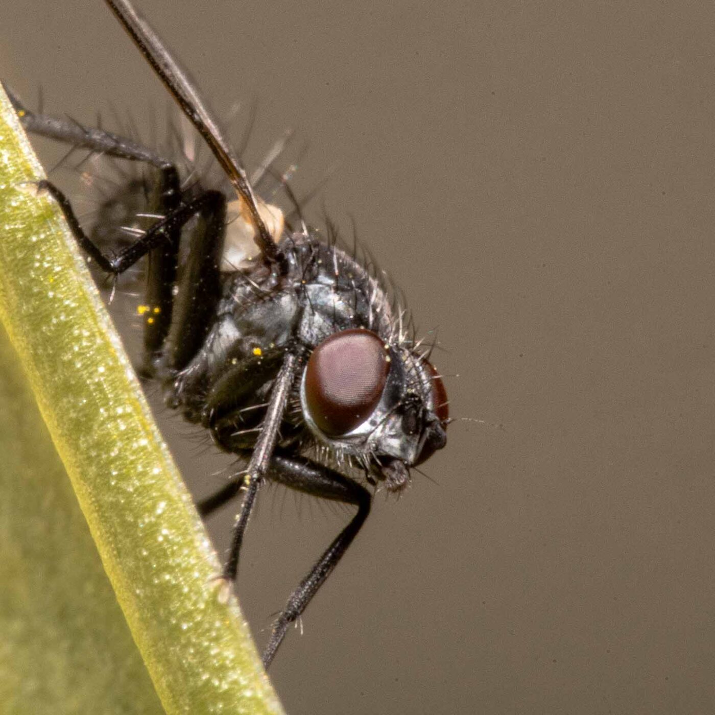 2020-04-23 - NSG Resser Wald und Emscherbruch