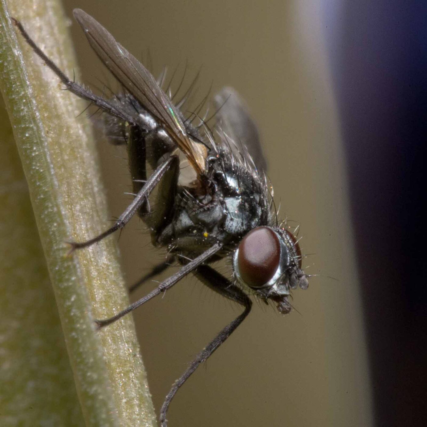 2020-04-23 - NSG Resser Wald und Emscherbruch