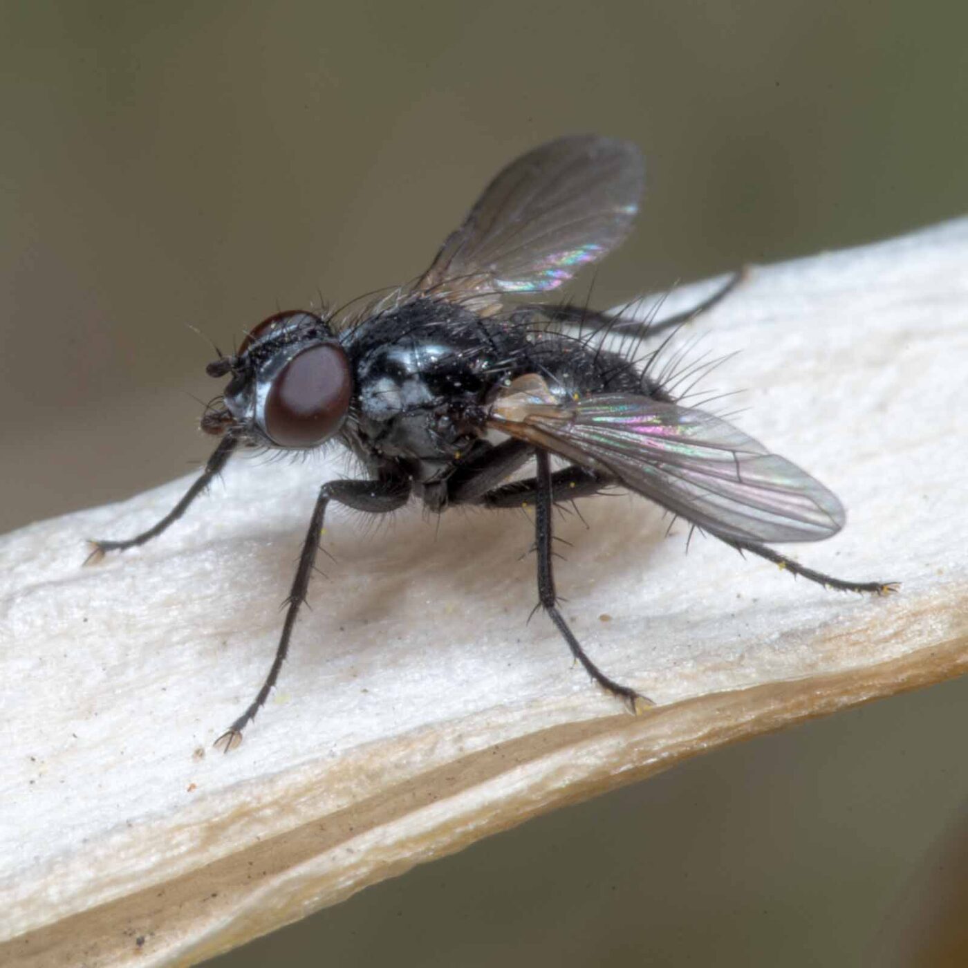 2020-04-23 - NSG Resser Wald und Emscherbruch