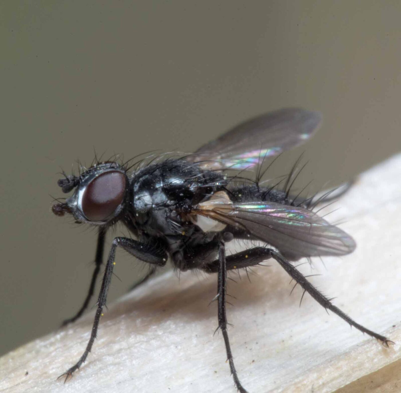 2020-04-23 - NSG Resser Wald und Emscherbruch