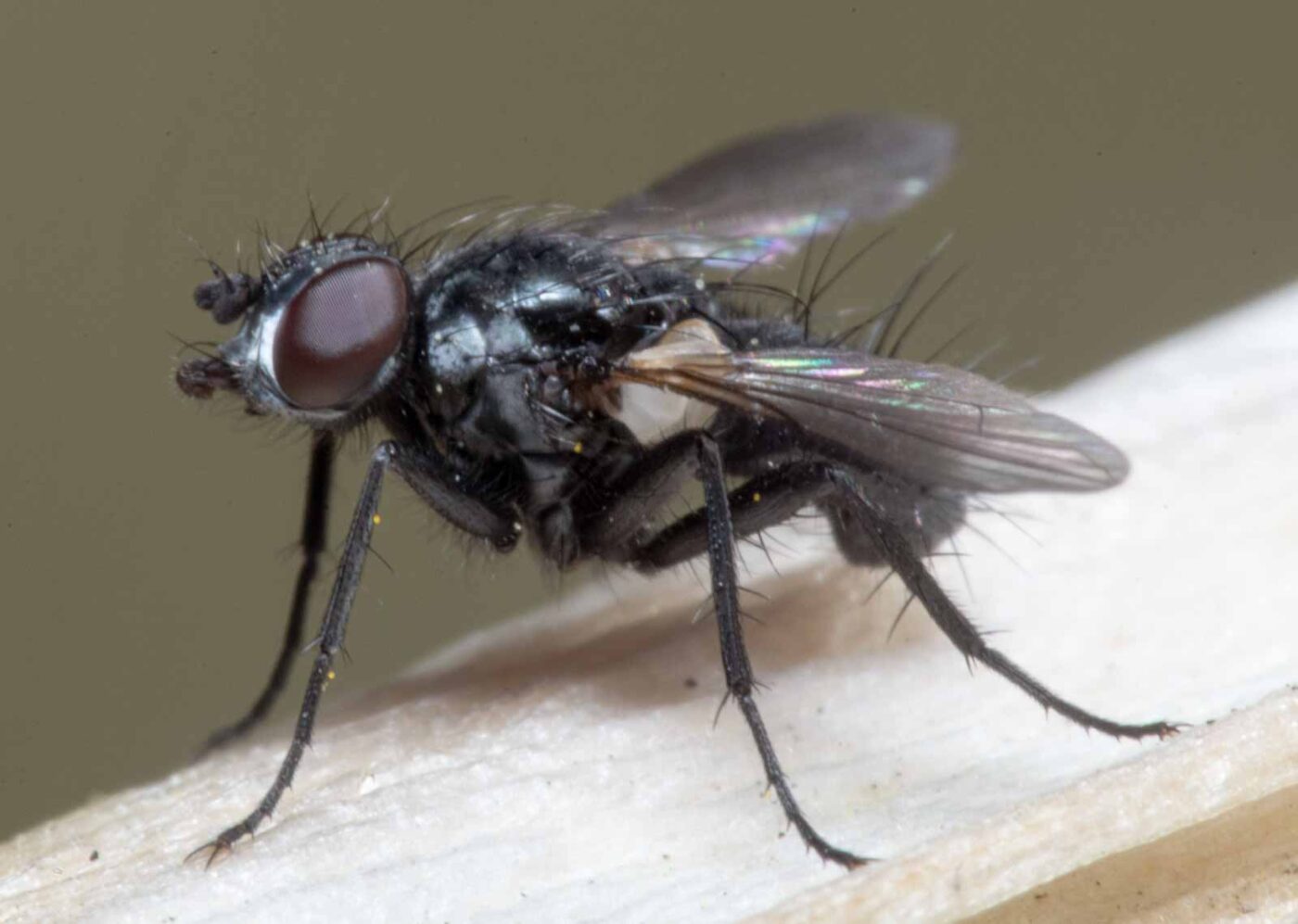 2020-04-23 - NSG Resser Wald und Emscherbruch