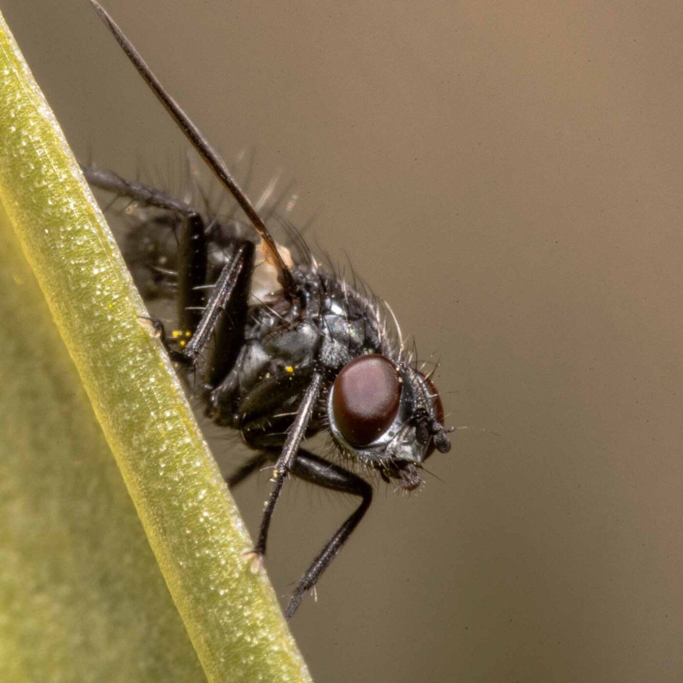 2020-04-23 - NSG Resser Wald und Emscherbruch