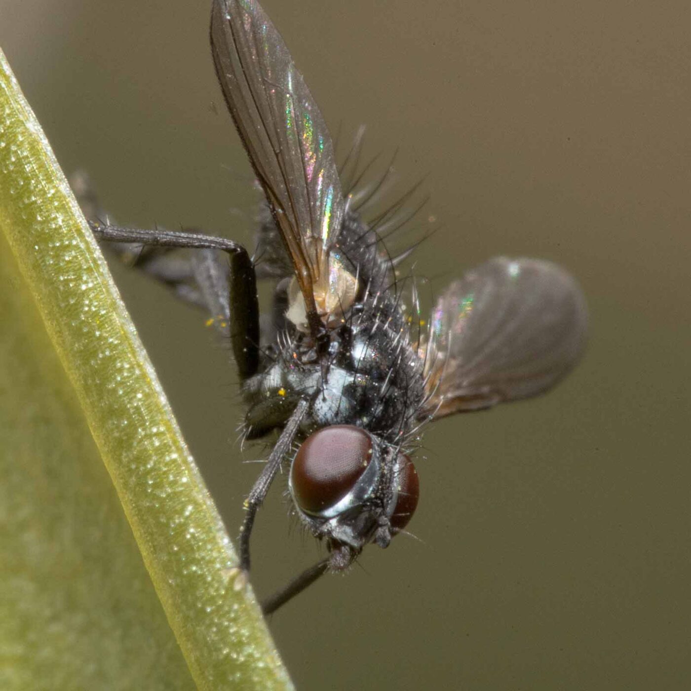 2020-04-23 - NSG Resser Wald und Emscherbruch