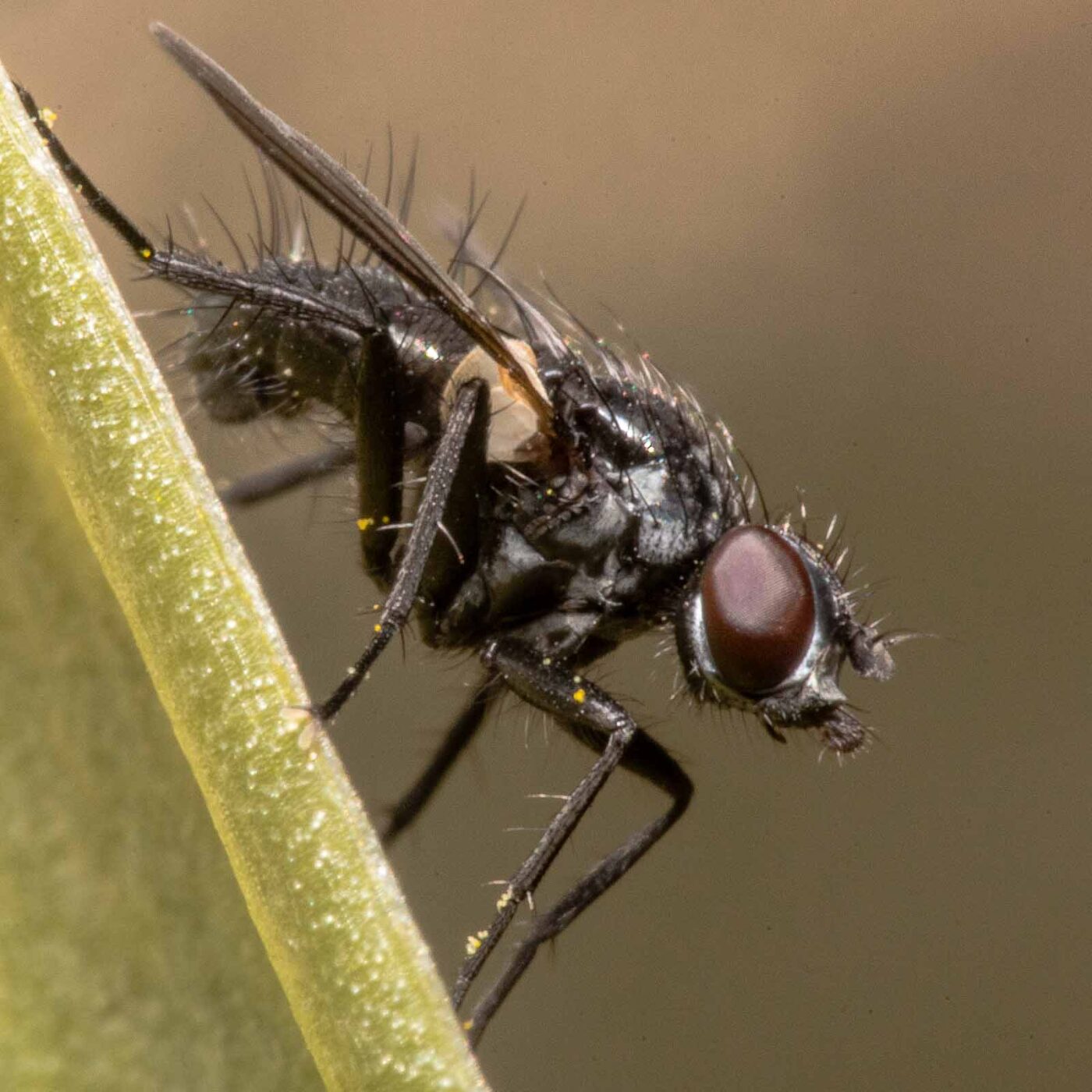 2020-04-23 - NSG Resser Wald und Emscherbruch