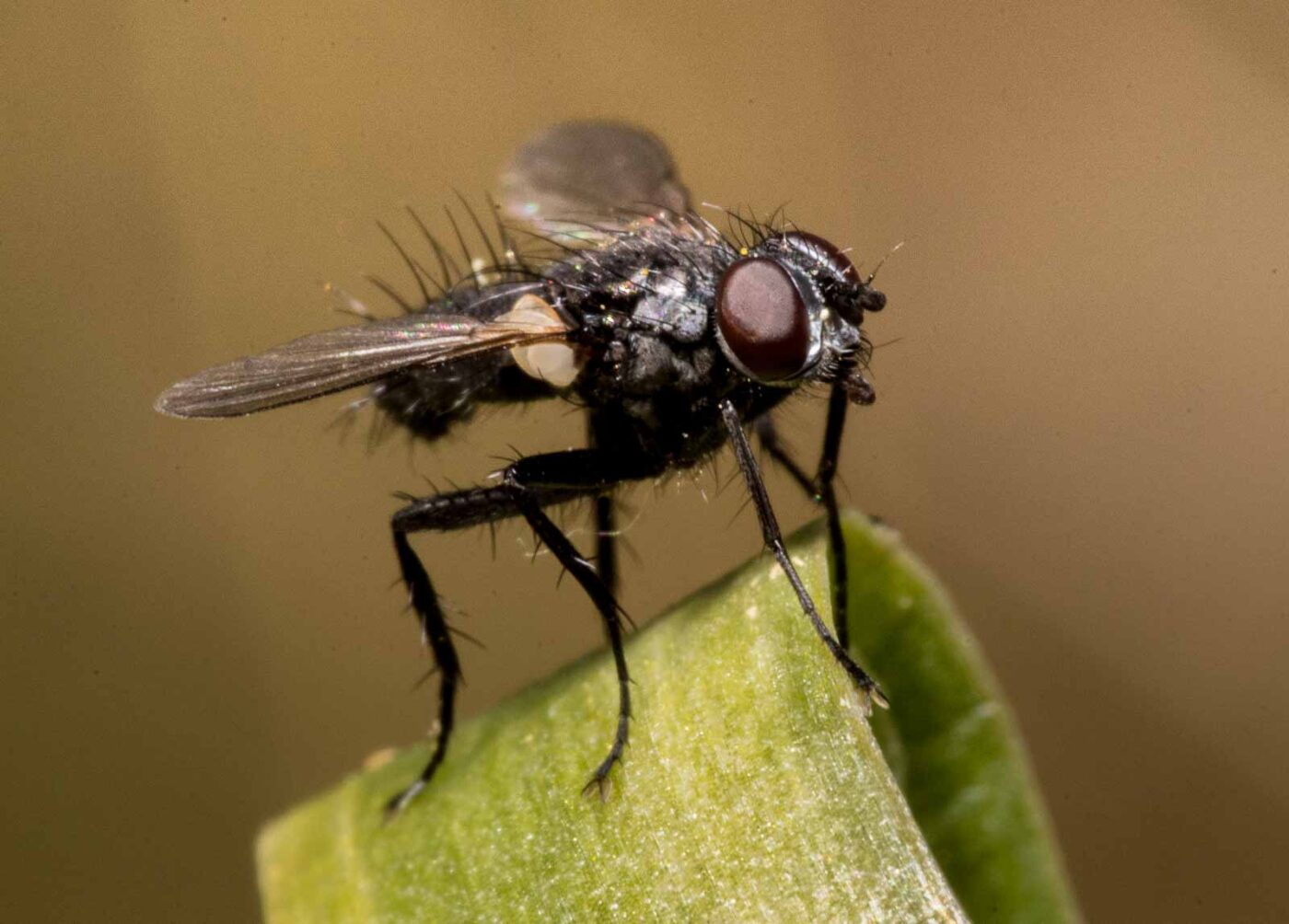 2020-04-23 - NSG Resser Wald und Emscherbruch