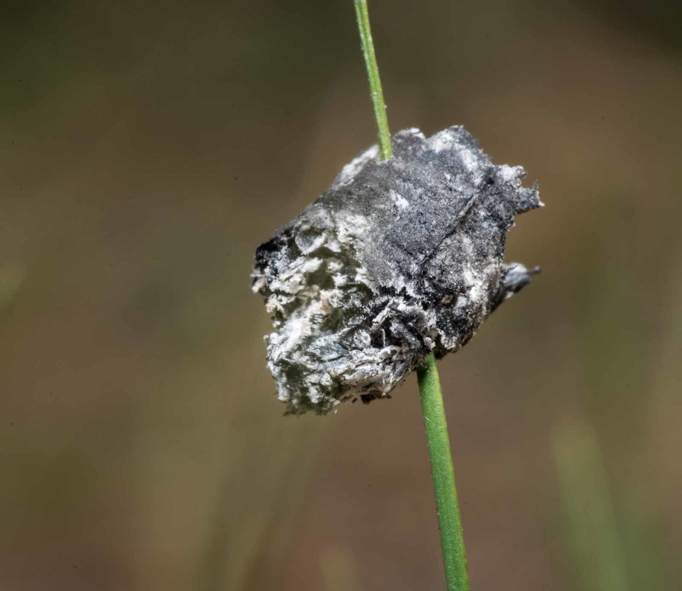2020-04-23 - NSG Resser Wald und Emscherbruch