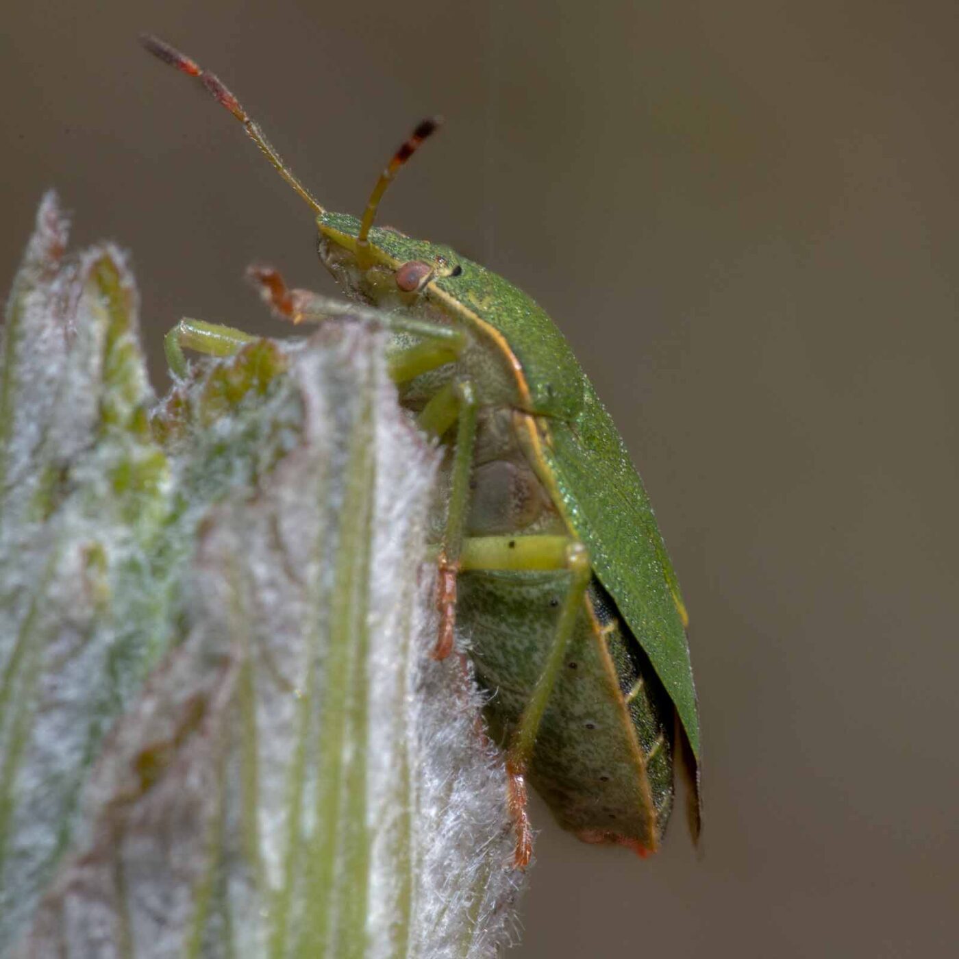 2020-04-23 - NSG Resser Wald und Emscherbruch