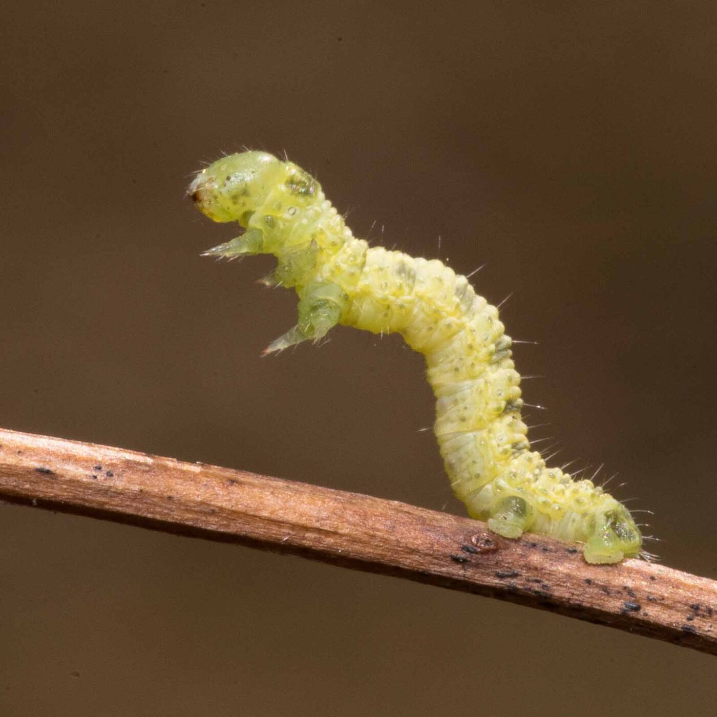 2020-04-23 - NSG Resser Wald und Emscherbruch