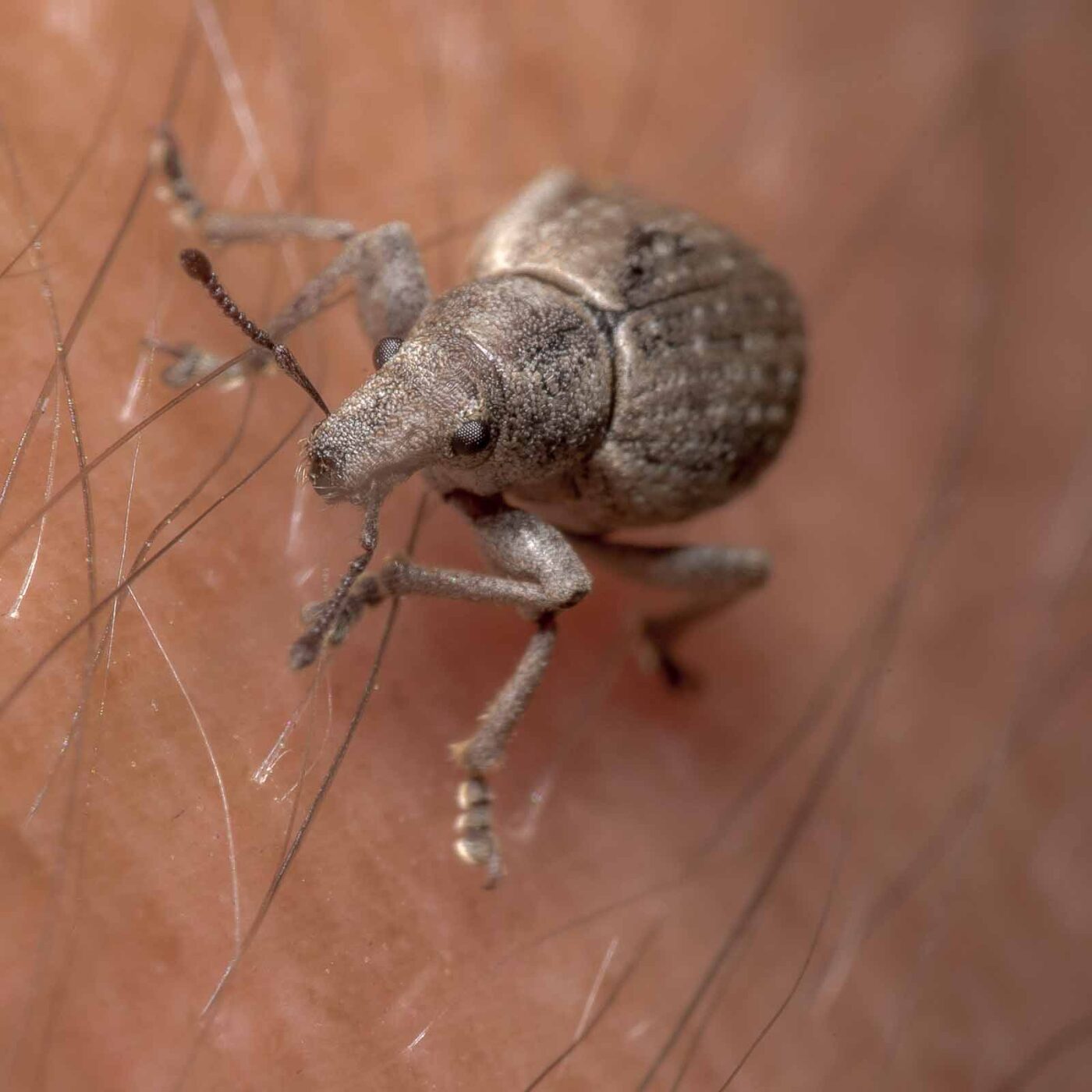 2020-04-23 - NSG Resser Wald und Emscherbruch