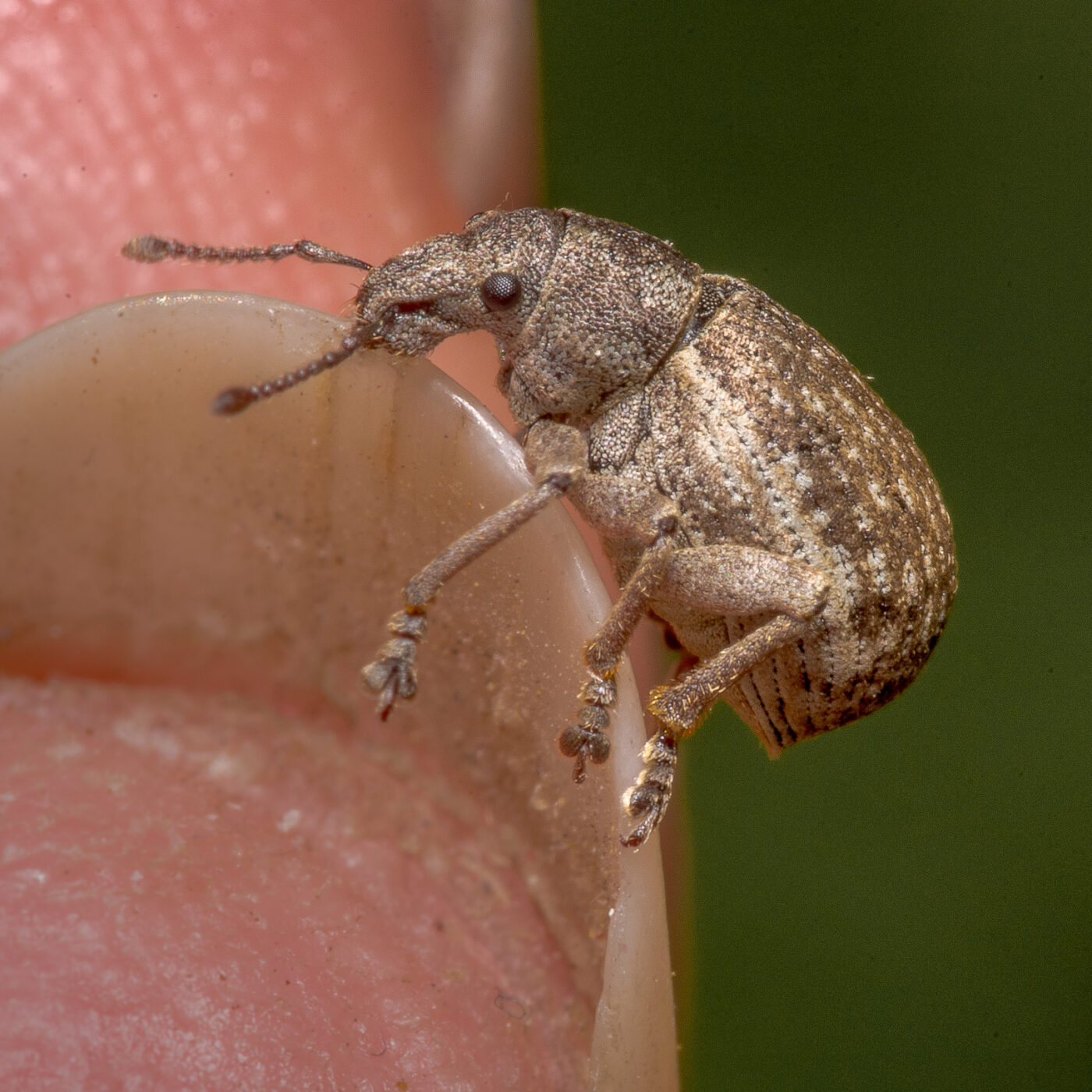 2020-04-23 - NSG Resser Wald und Emscherbruch