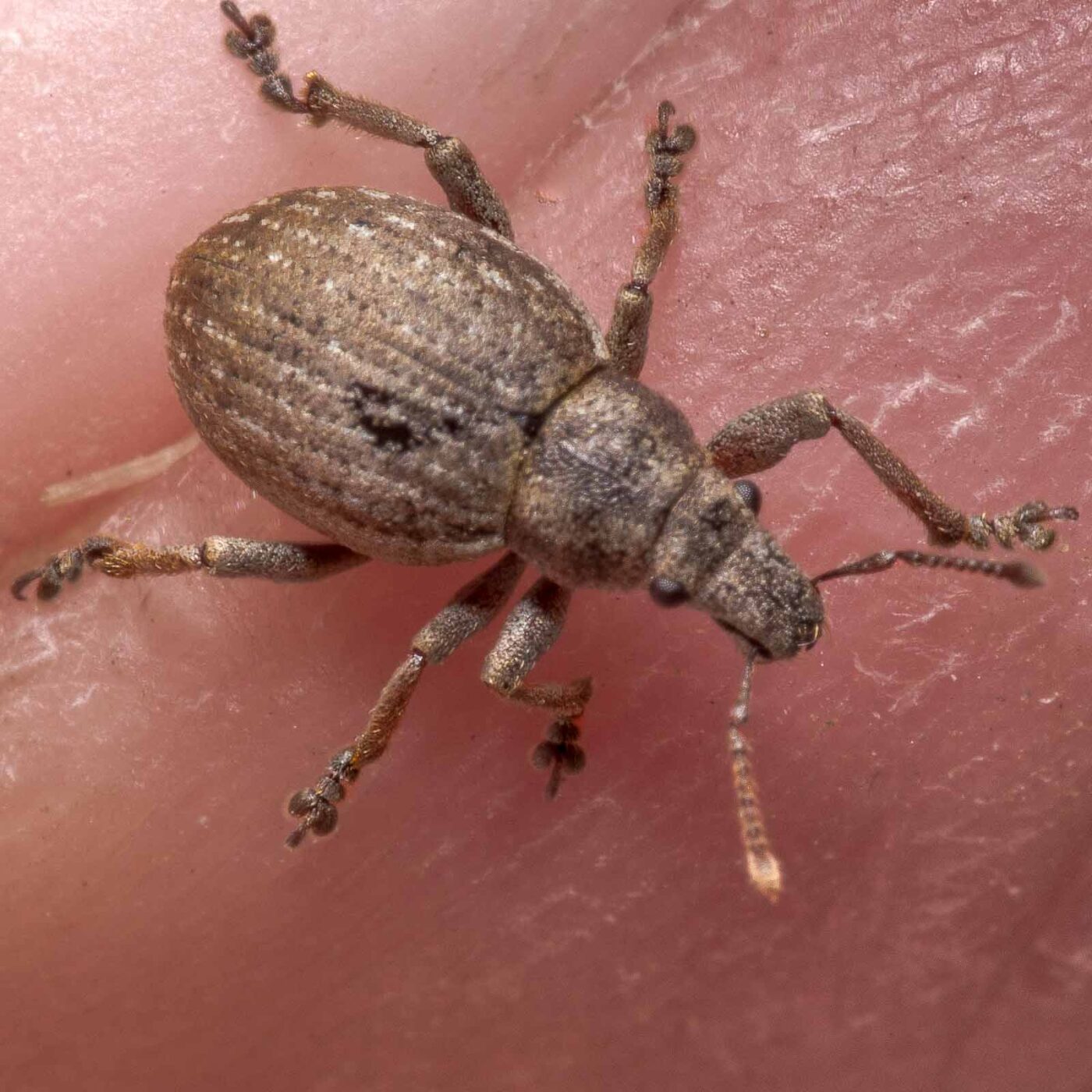 2020-04-23 - NSG Resser Wald und Emscherbruch