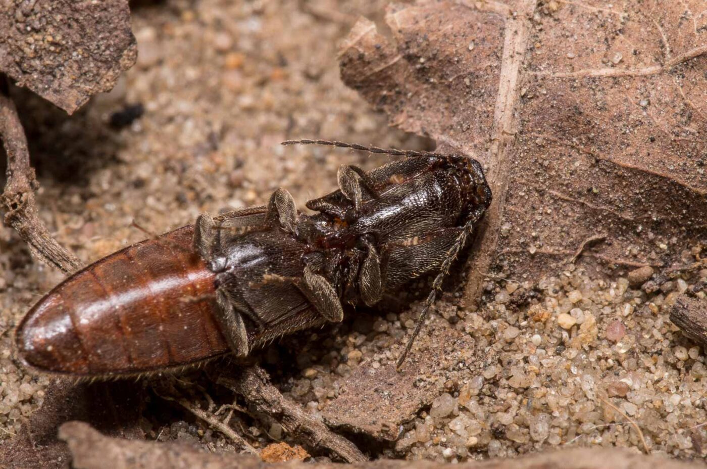 2020-04-23 - NSG Resser Wald und Emscherbruch