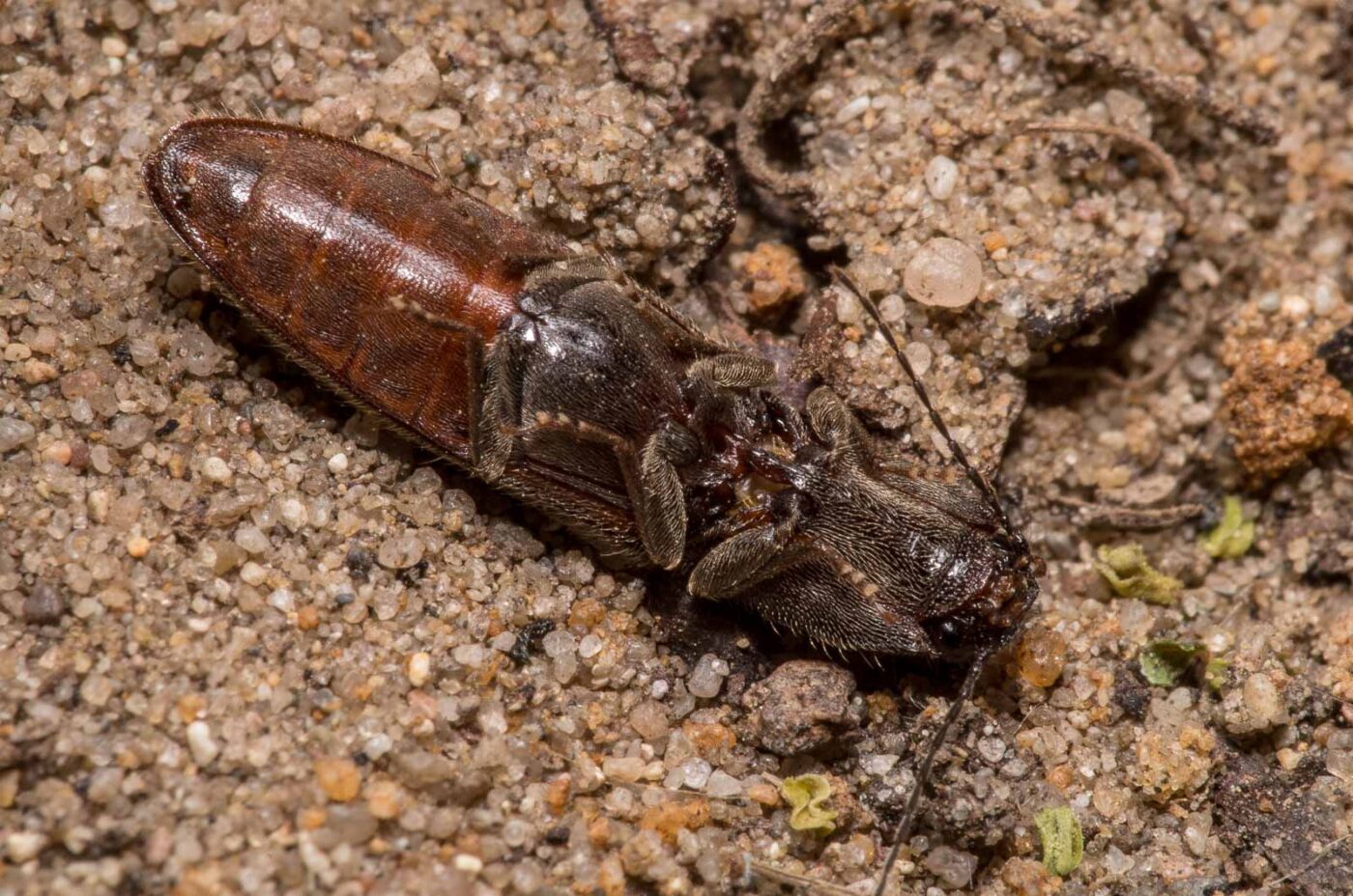 2020-04-23 - NSG Resser Wald und Emscherbruch