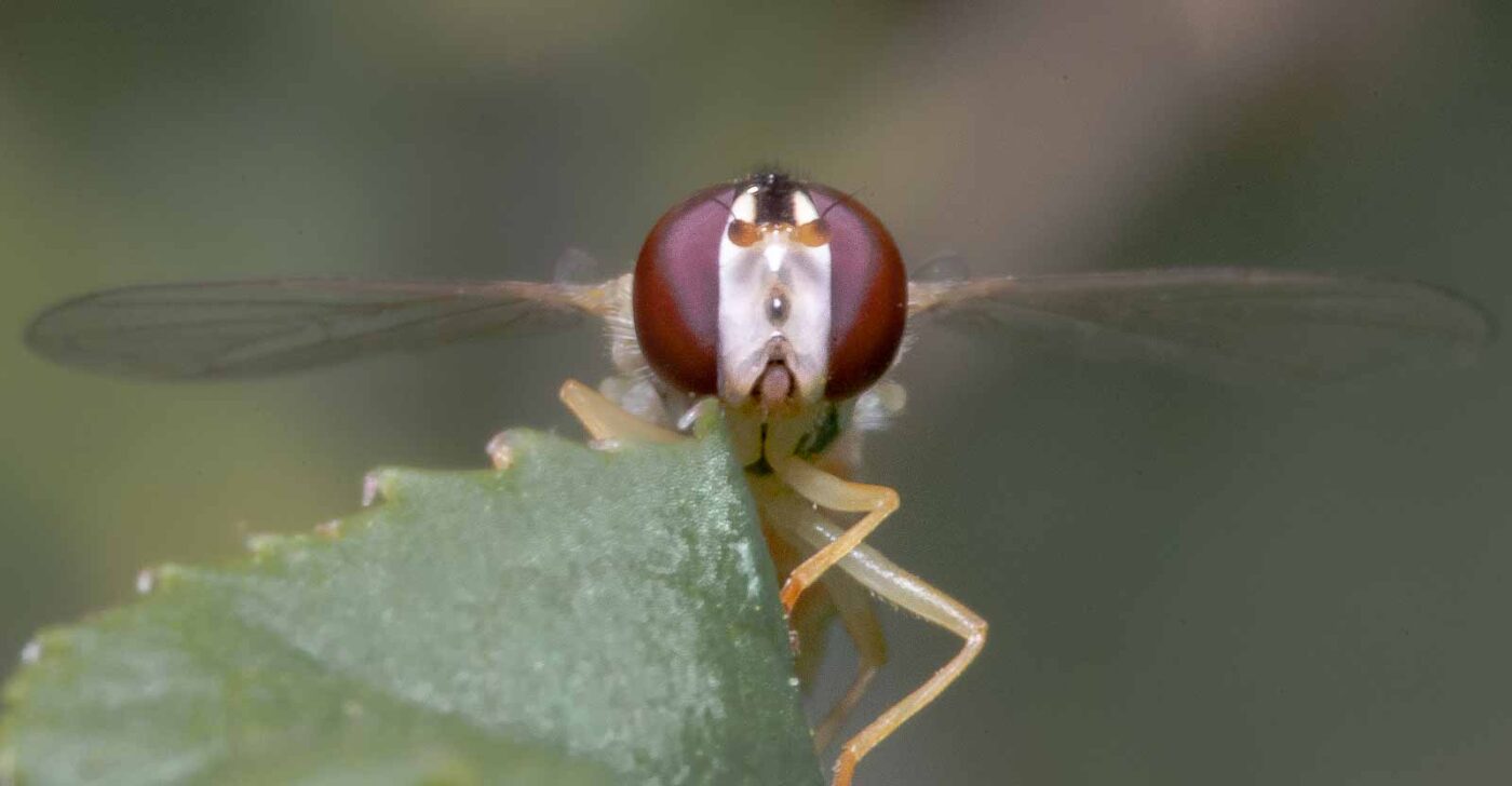 2020-04-23 - NSG Resser Wald und Emscherbruch