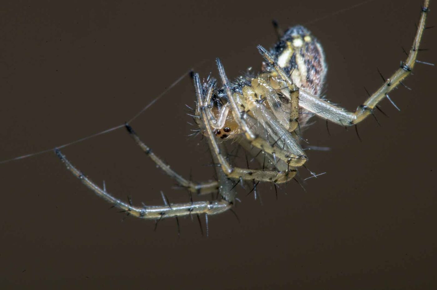 2020-04-23 - NSG Resser Wald und Emscherbruch