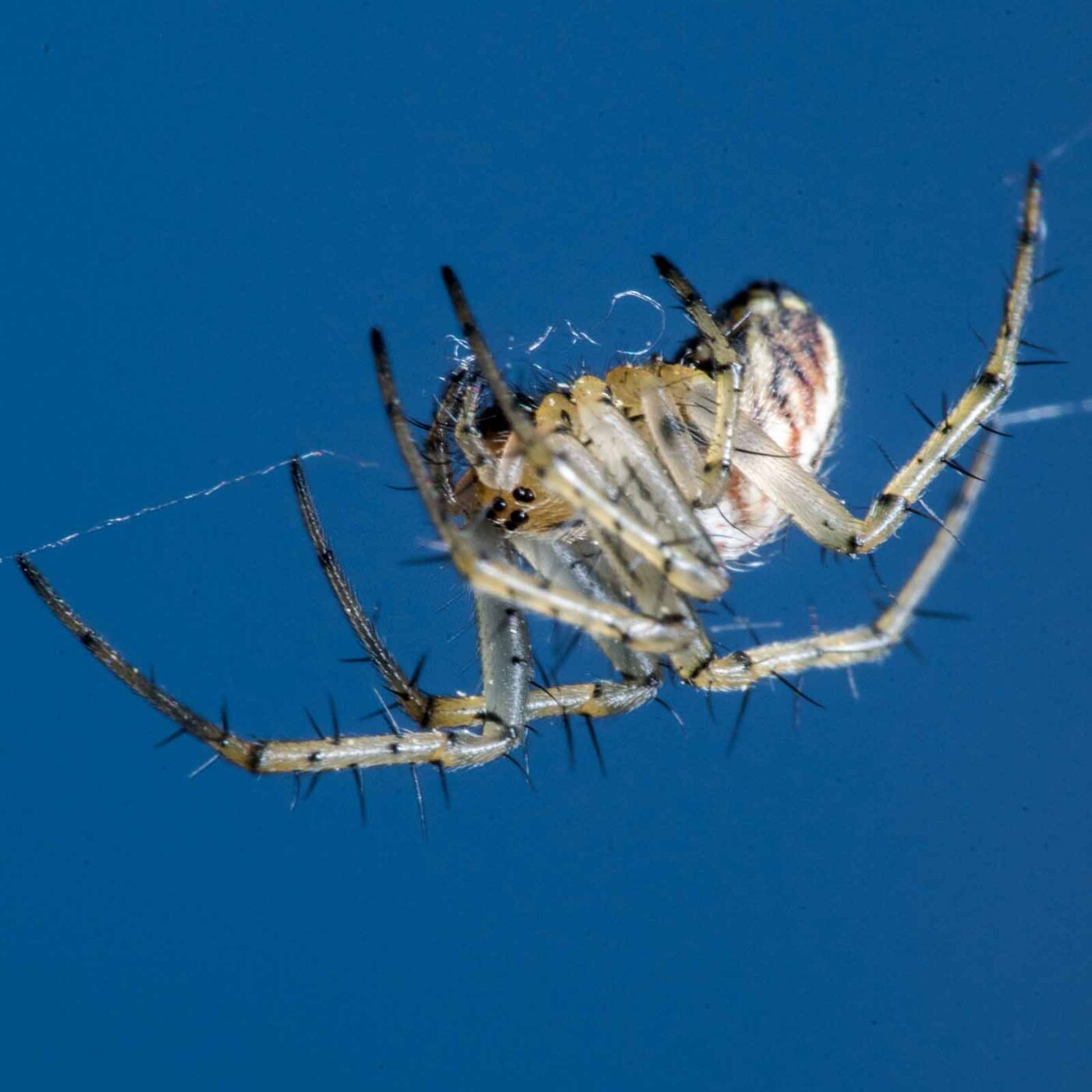 2020-04-23 - NSG Resser Wald und Emscherbruch