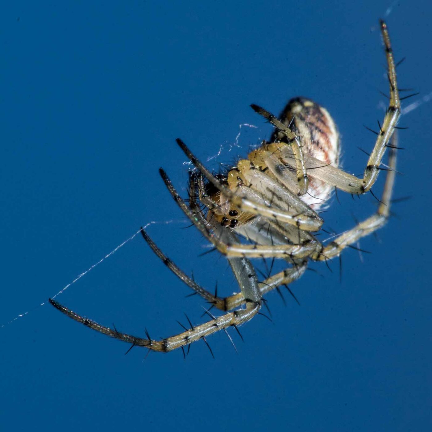 2020-04-23 - NSG Resser Wald und Emscherbruch