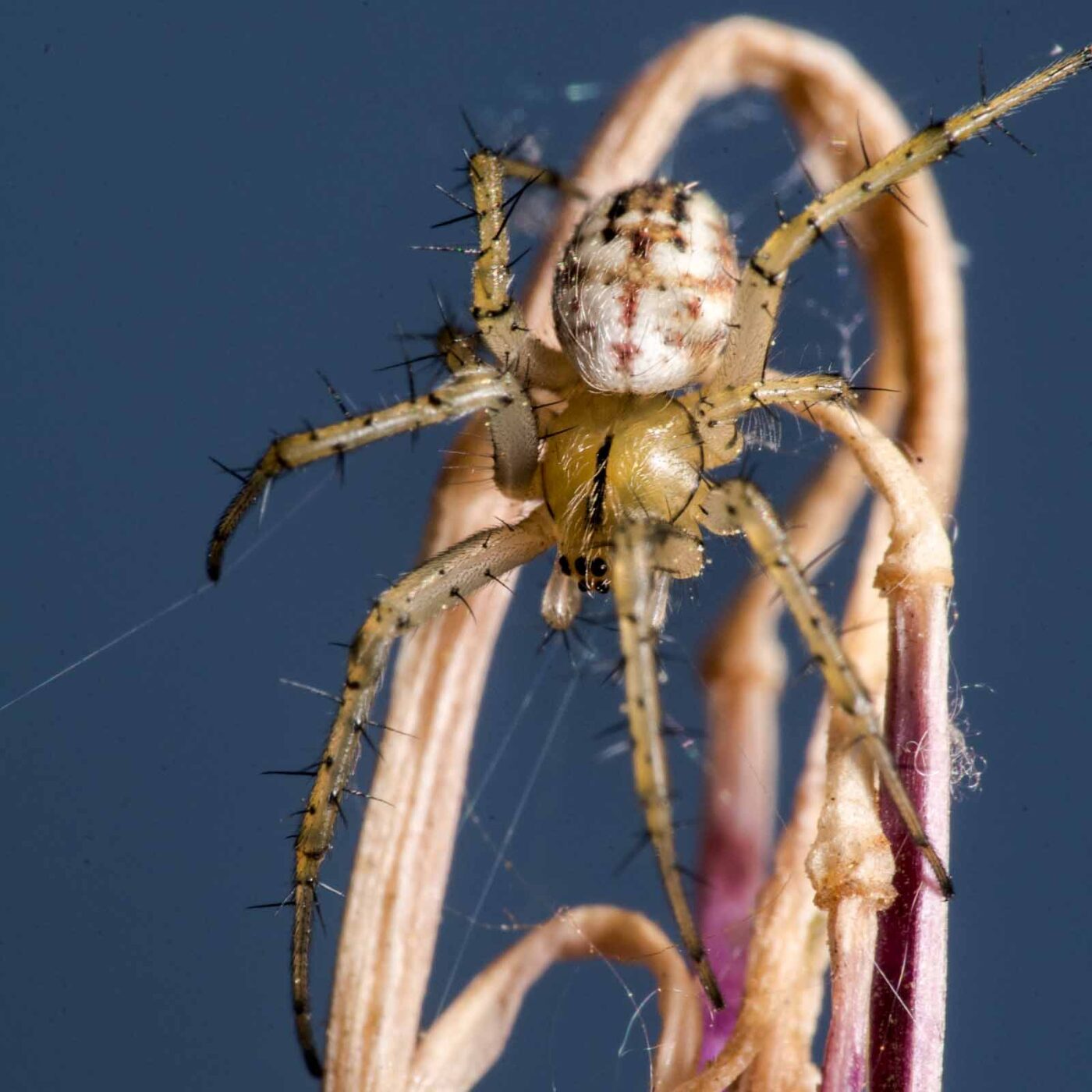 2020-04-23 - NSG Resser Wald und Emscherbruch
