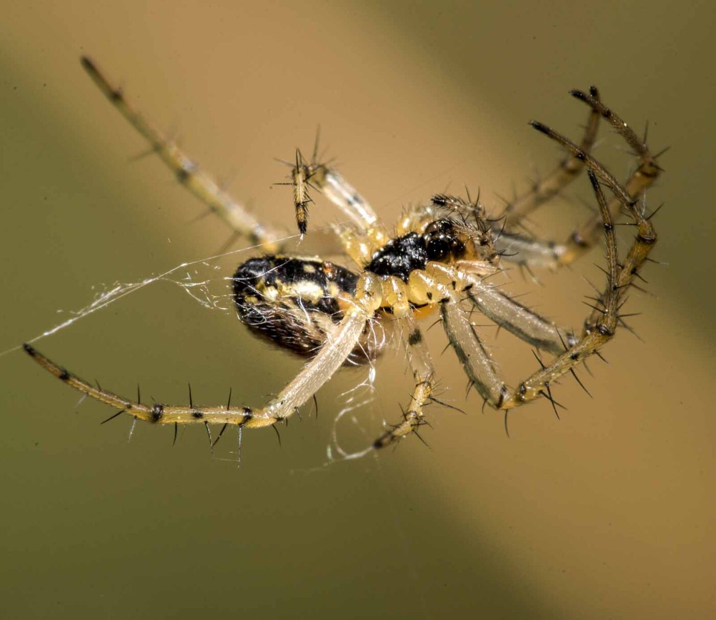 2020-04-23 - NSG Resser Wald und Emscherbruch