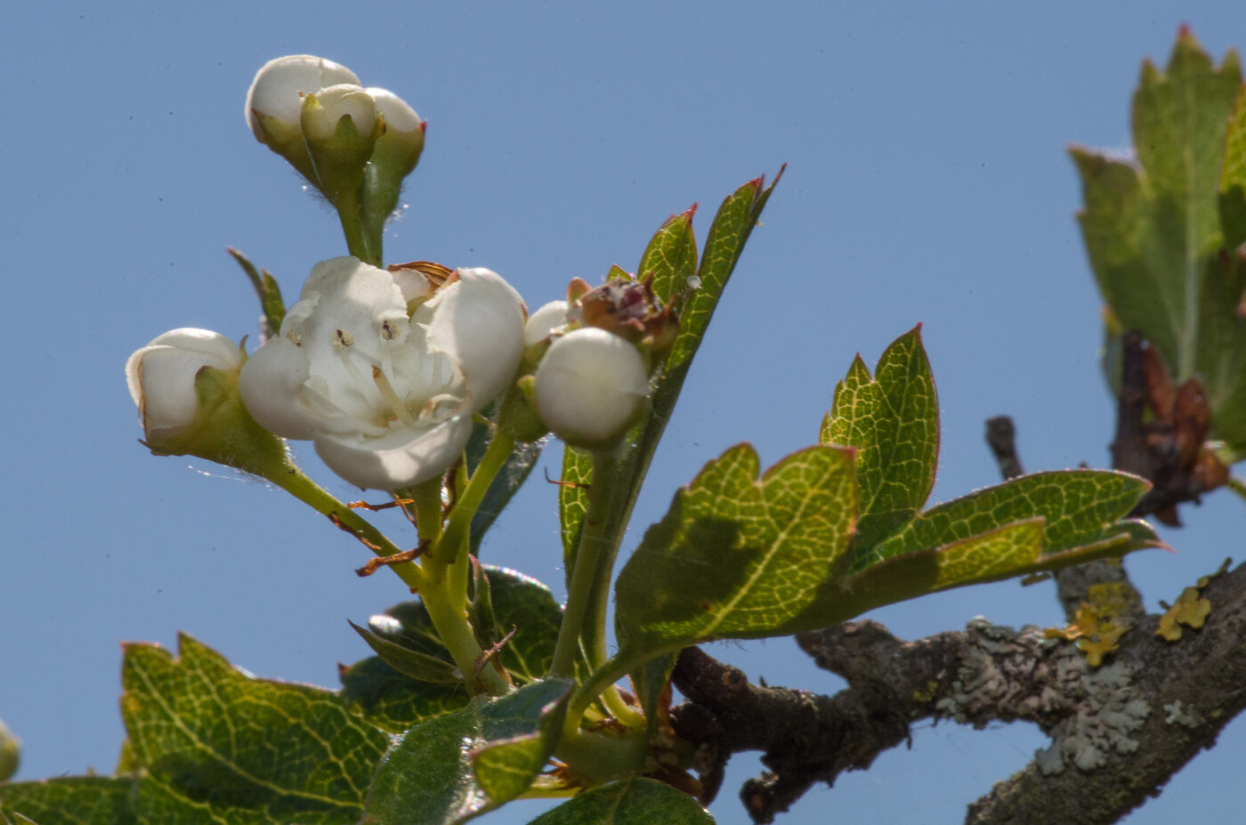 2020-04-23 - NSG Resser Wald und Emscherbruch