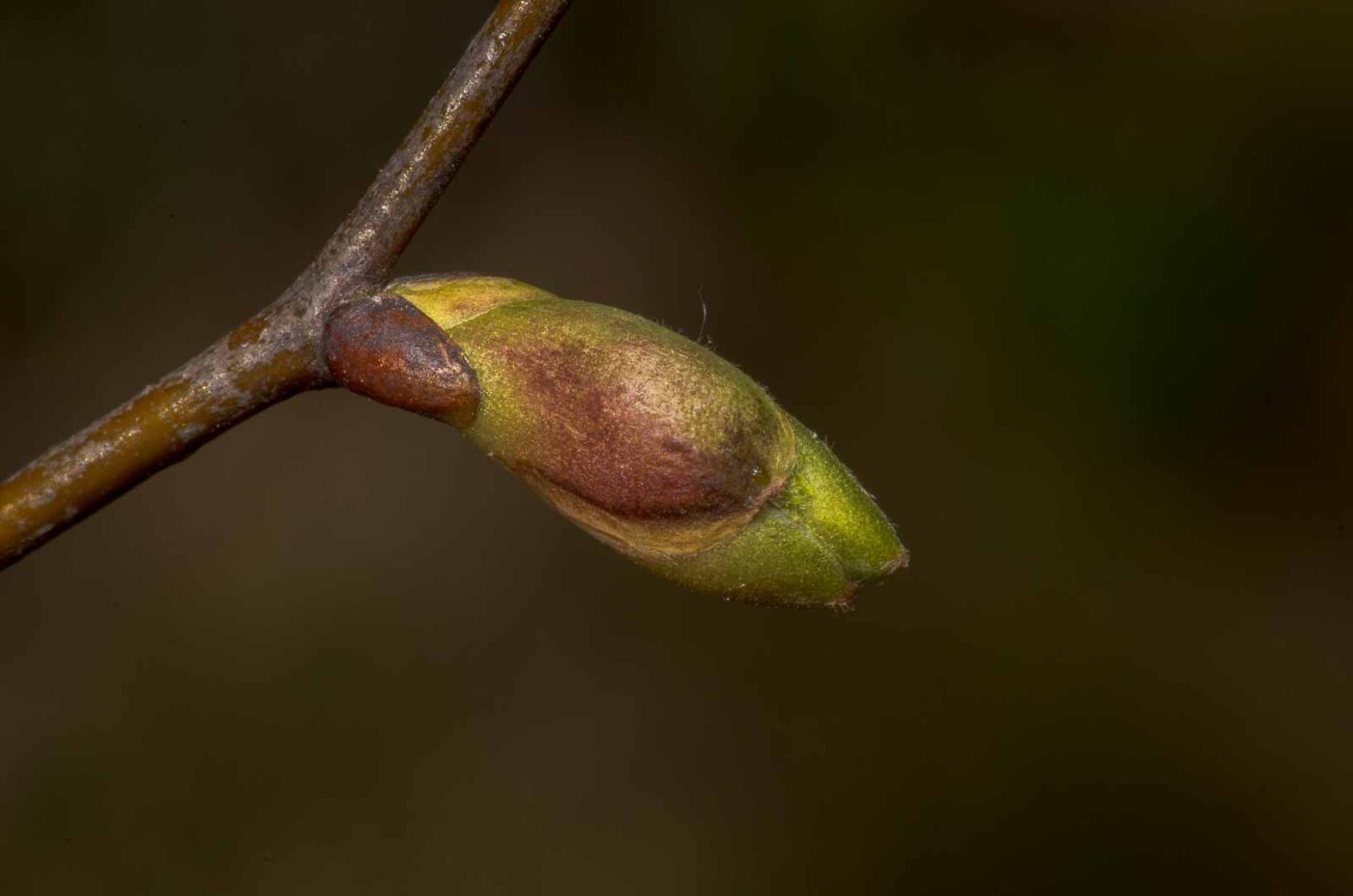 2020-04-23 - NSG Resser Wald und Emscherbruch