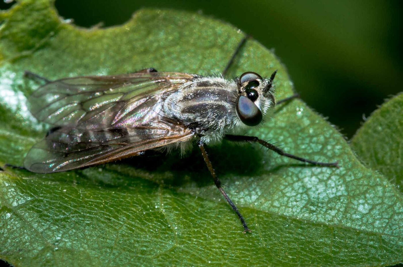 2020-04-23 - NSG Resser Wald und Emscherbruch