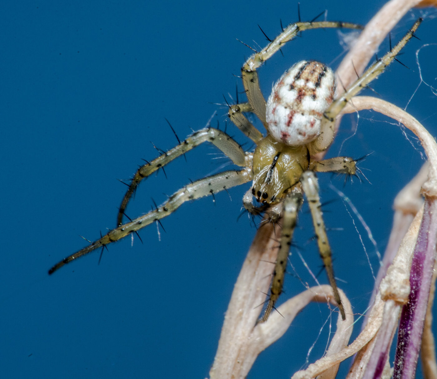 2020-04-23 - NSG Resser Wald und Emscherbruch