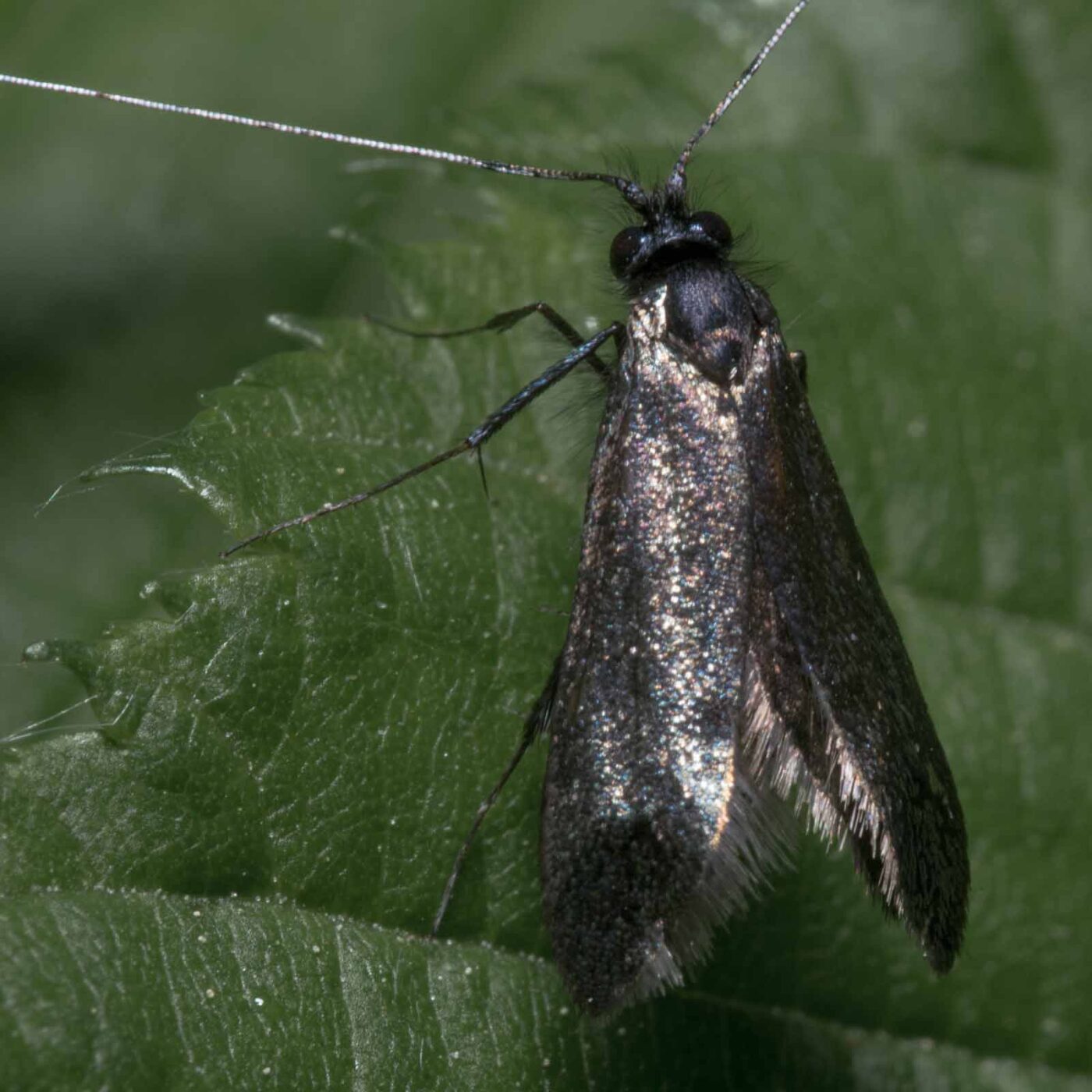 2020-04-26 - NSG Hafen Herten