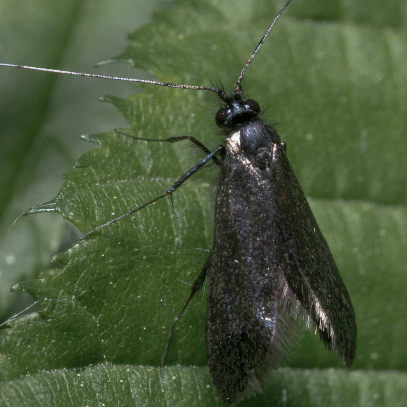 2020-04-26 - NSG Hafen Herten