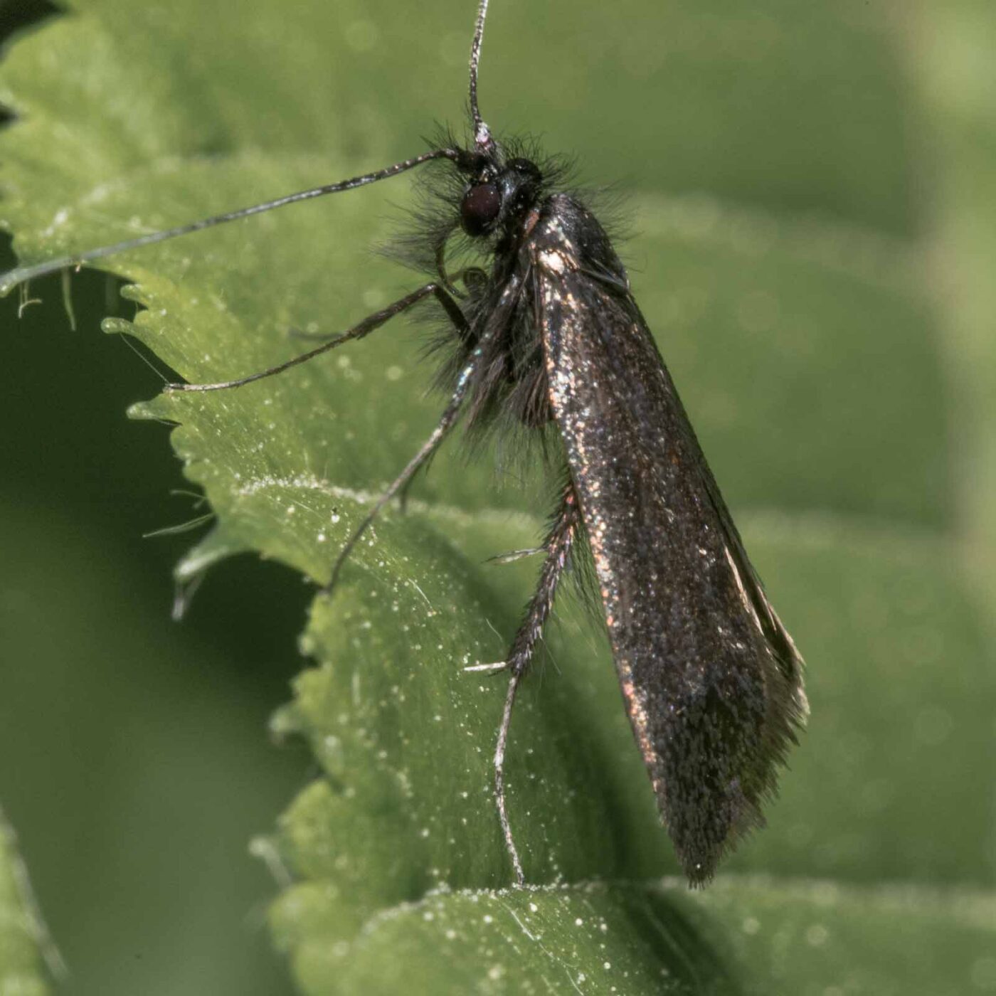 2020-04-26 - NSG Hafen Herten