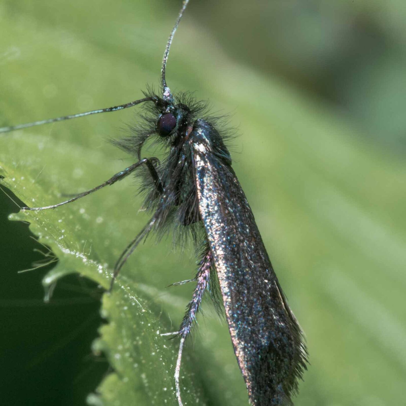 2020-04-26 - NSG Hafen Herten