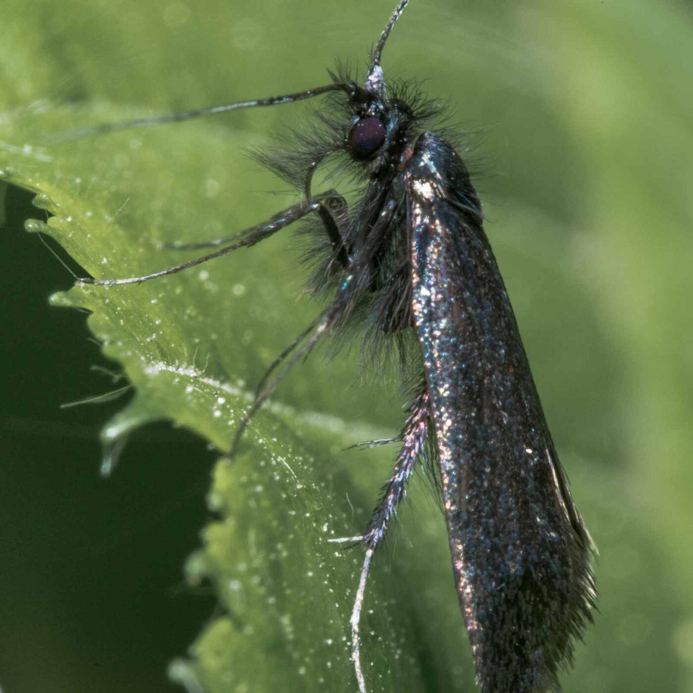 2020-04-26 - NSG Hafen Herten