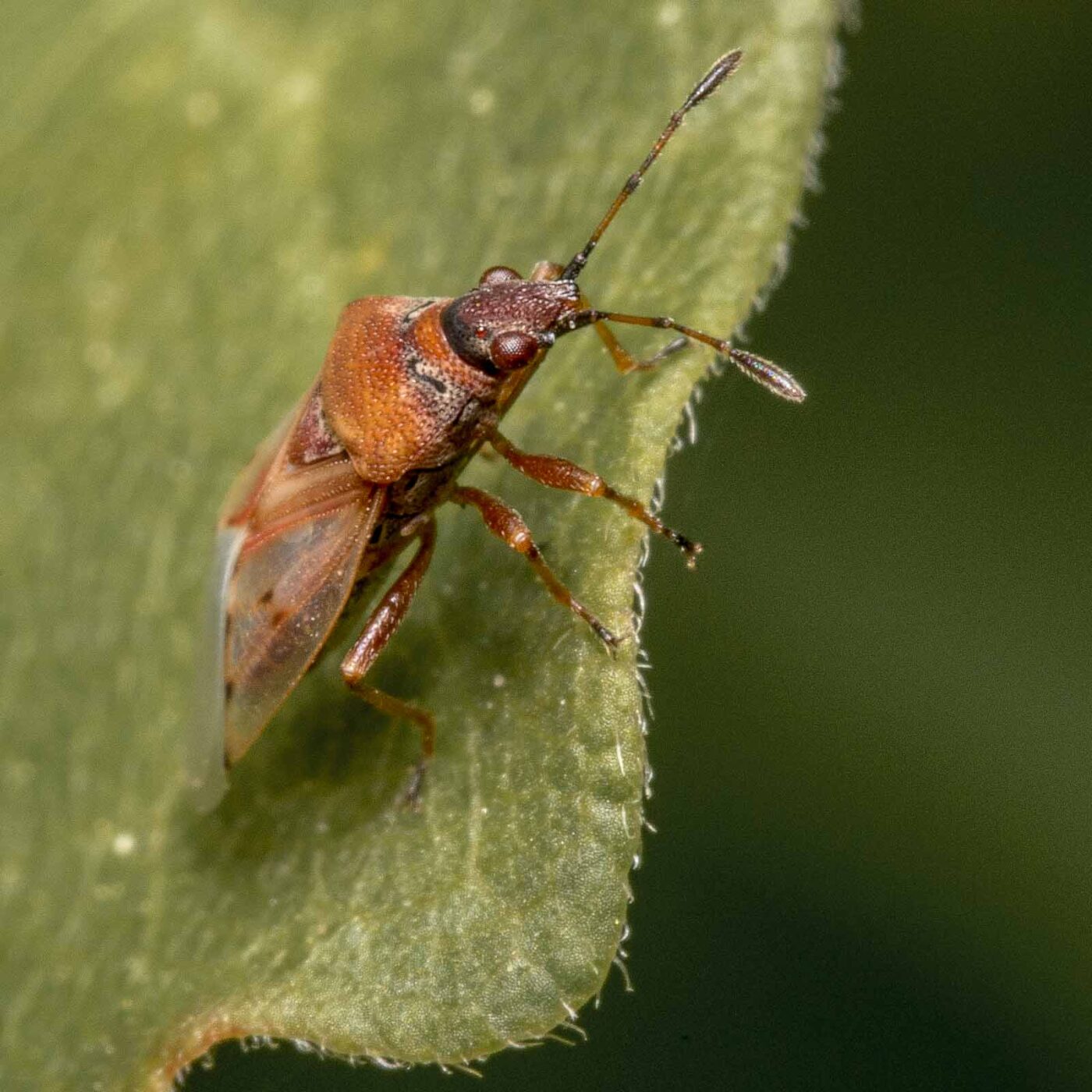 2020-04-26 - NSG Hafen Herten