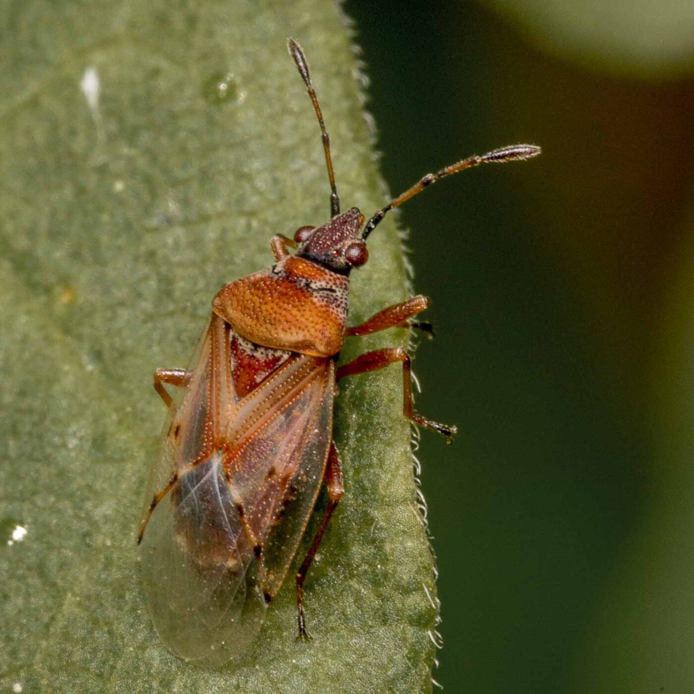 2020-04-26 - NSG Hafen Herten