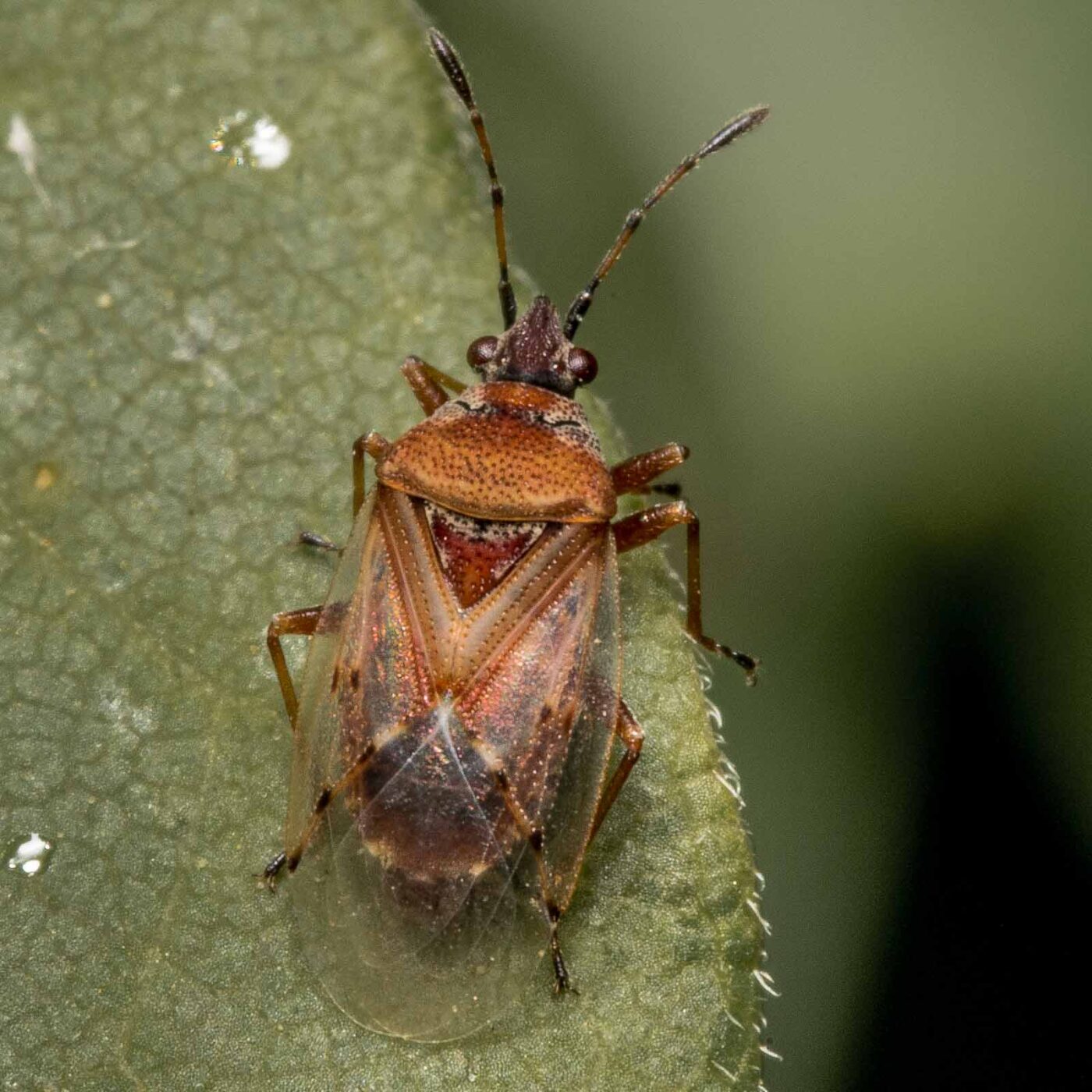 2020-04-26 - NSG Hafen Herten