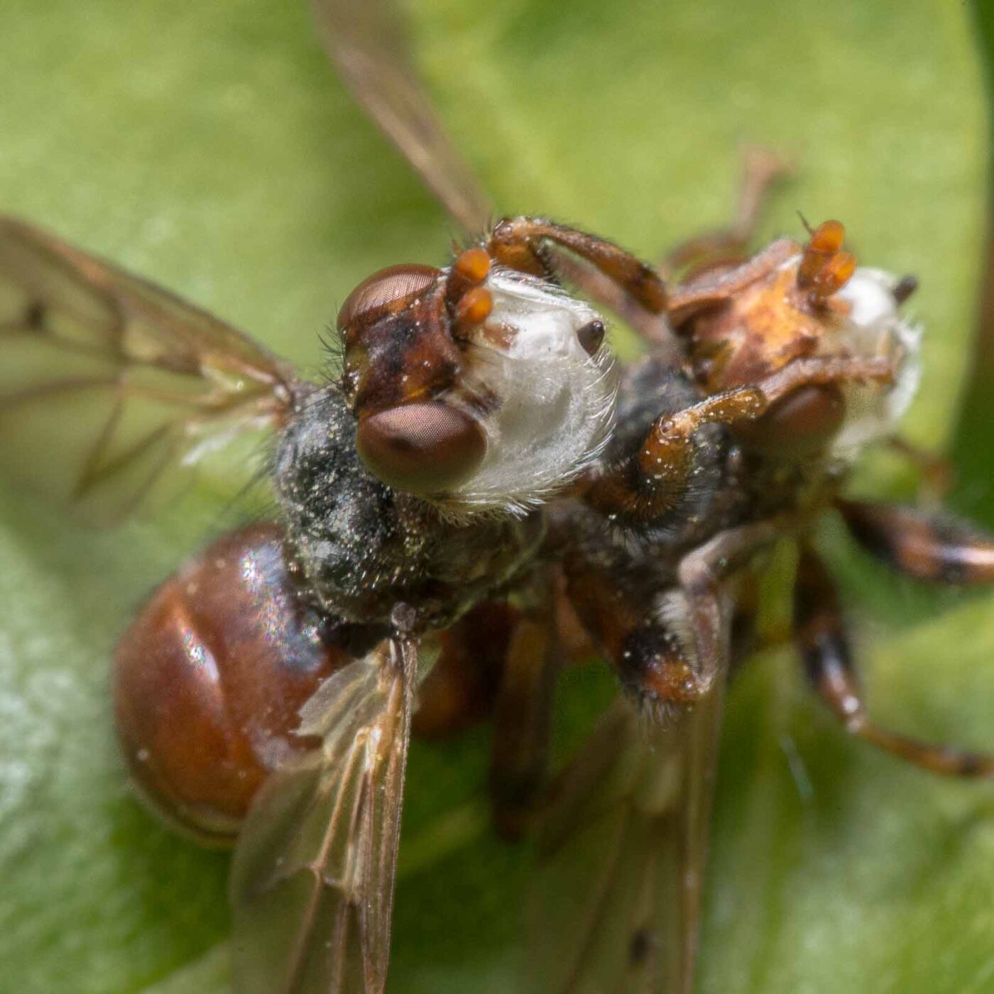 2020-04-26 - NSG Hafen Herten