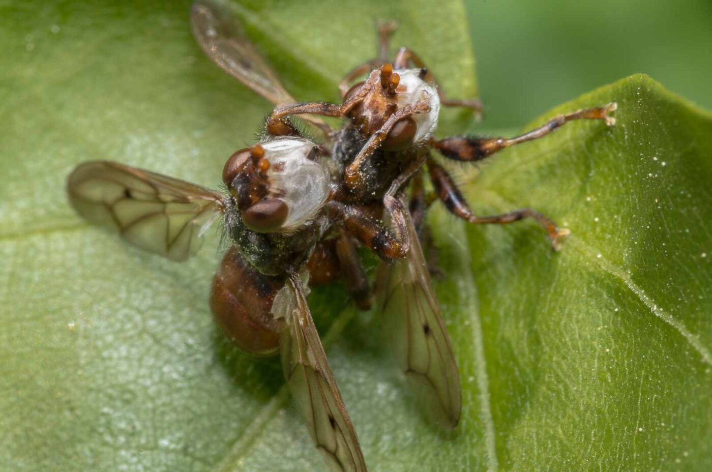 2020-04-26 - NSG Hafen Herten